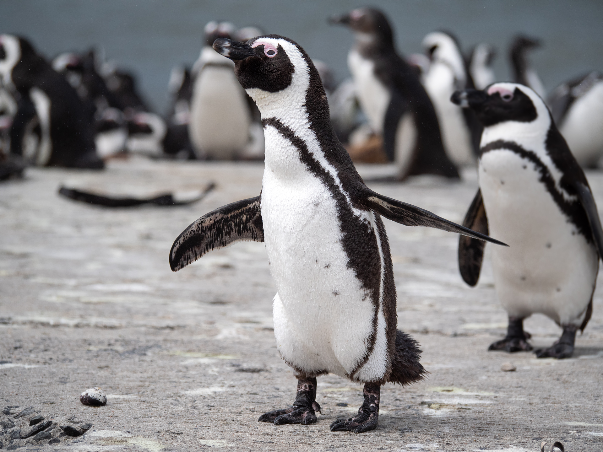 Penguins in Cape Town South Africa
