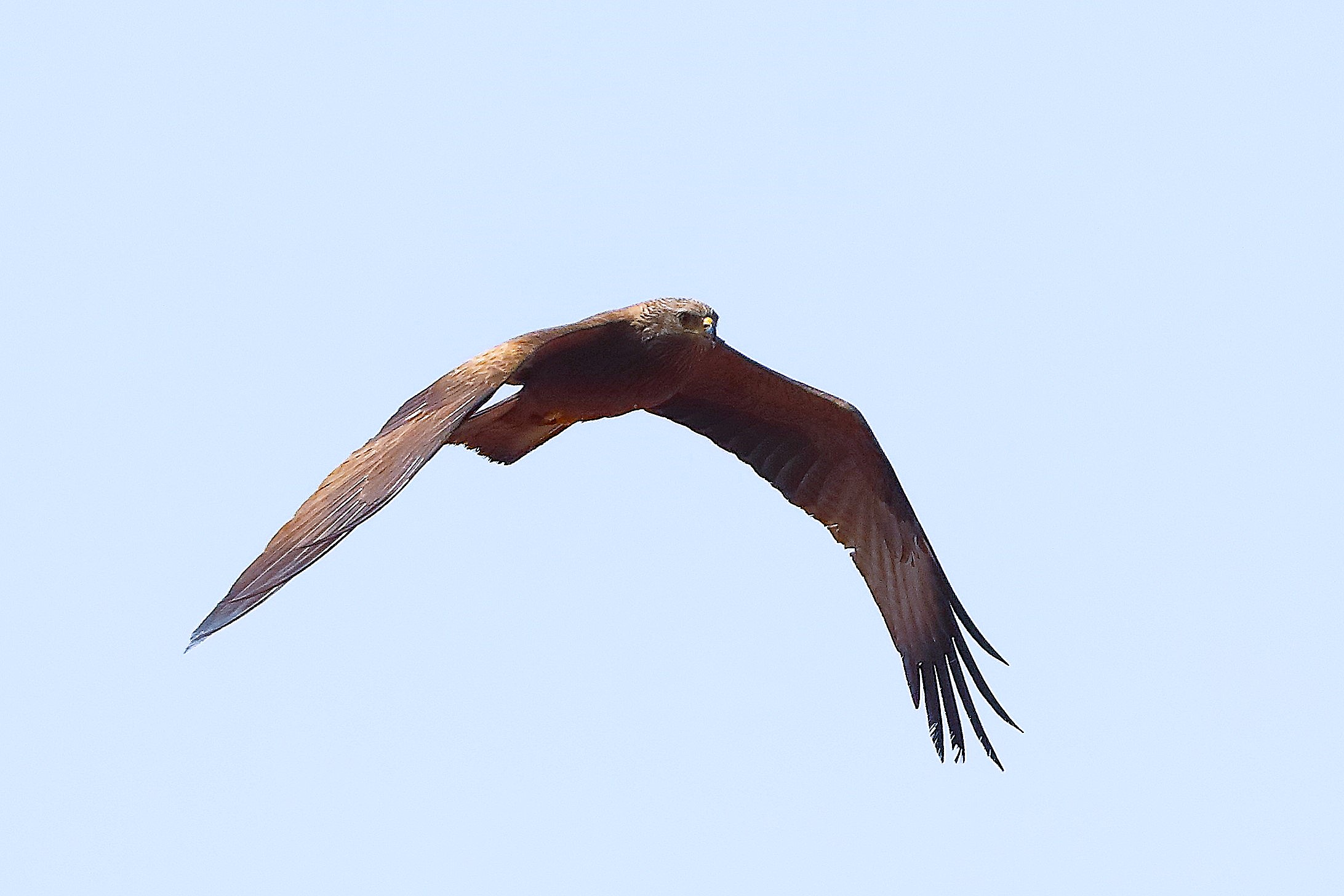 Nibbio bruno 30 aprile 2024 - 0180