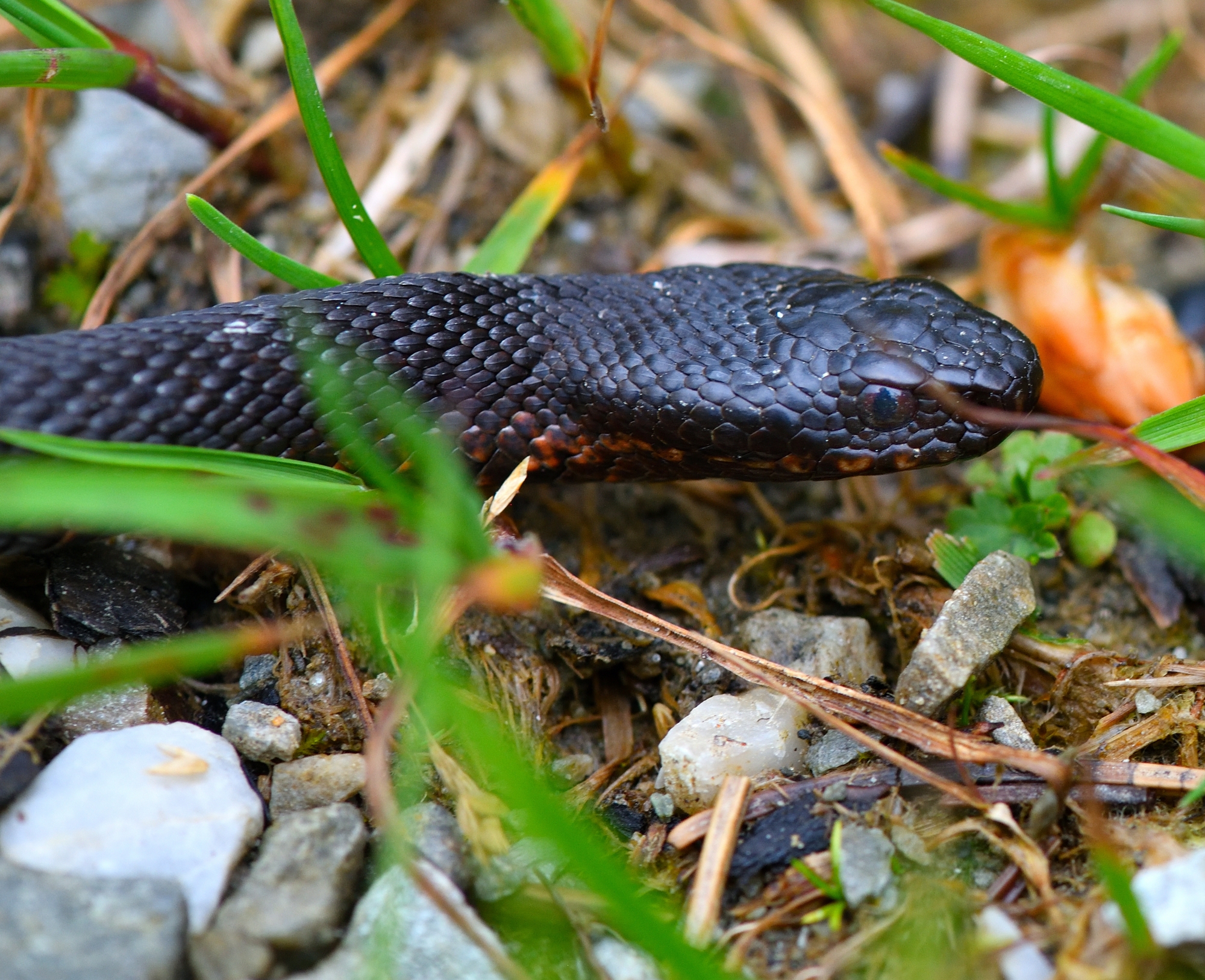 autoritratto in occhio di vipera...