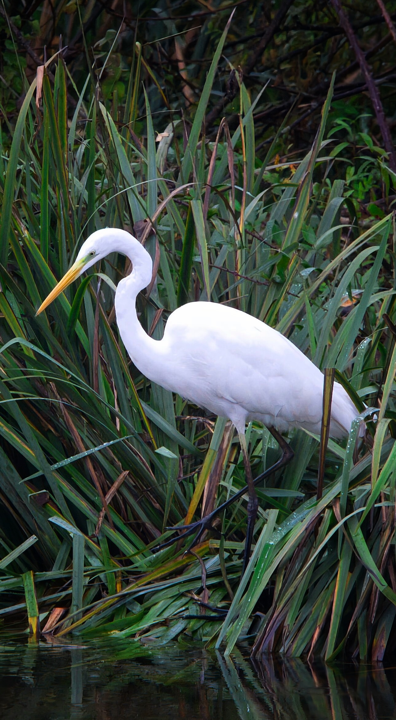 White Heron