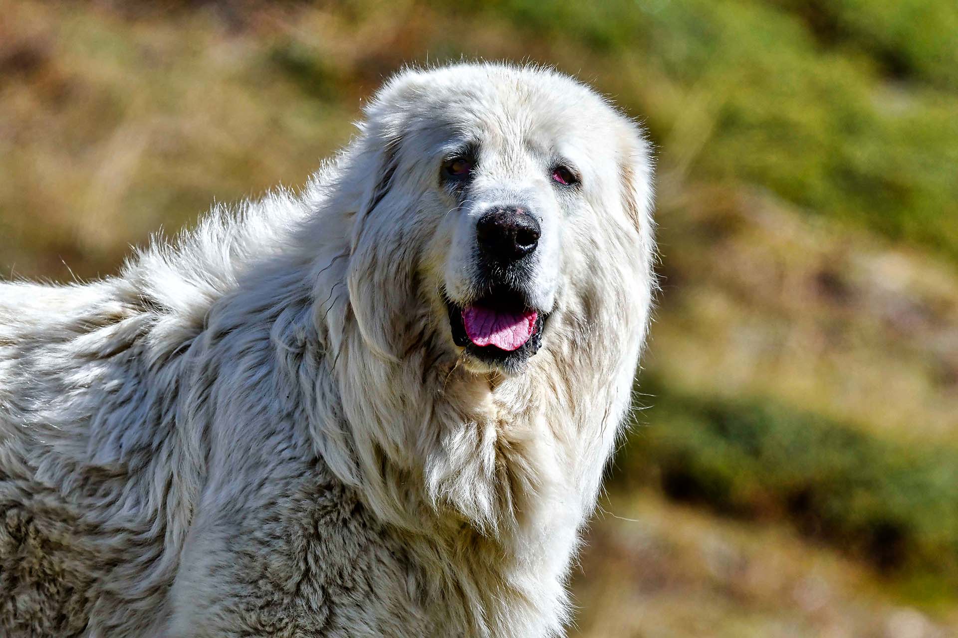 Pyrenean Mountain Dog