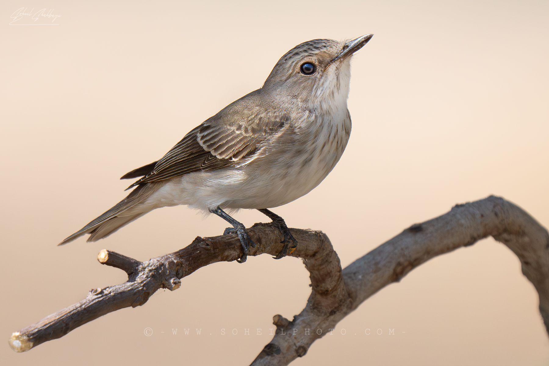 Pigliamosche maculato