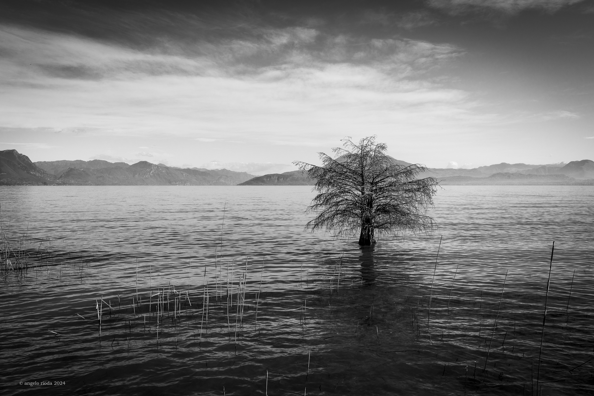 L'albero resiliente