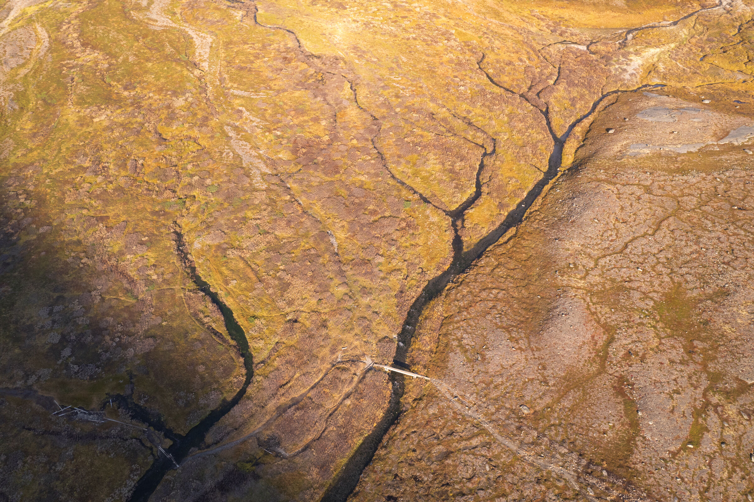 Roots