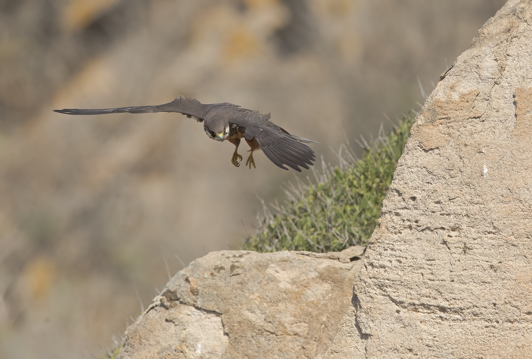 falco della regina (falco eleonorae)