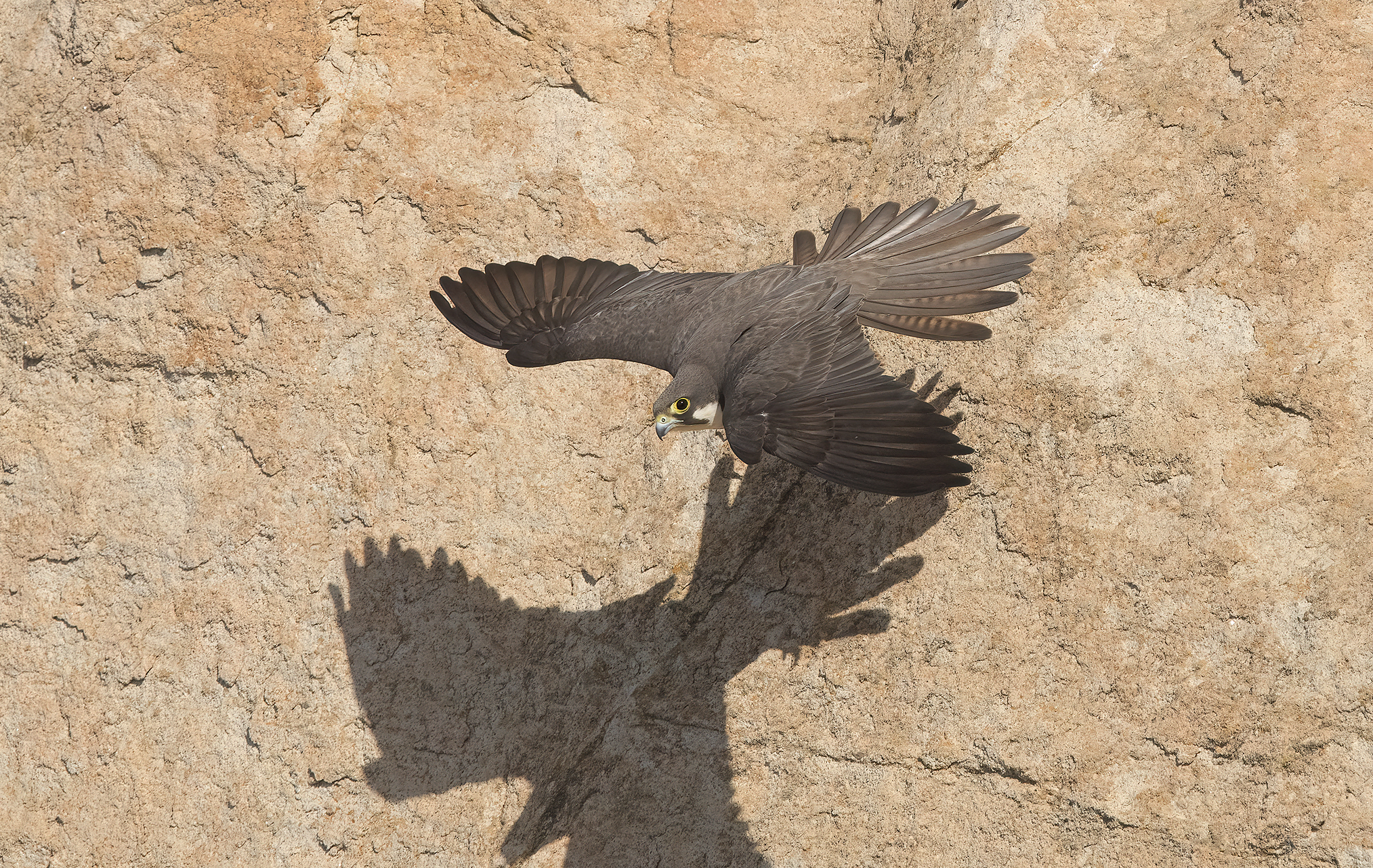 falco della regina (falco eleonorae)