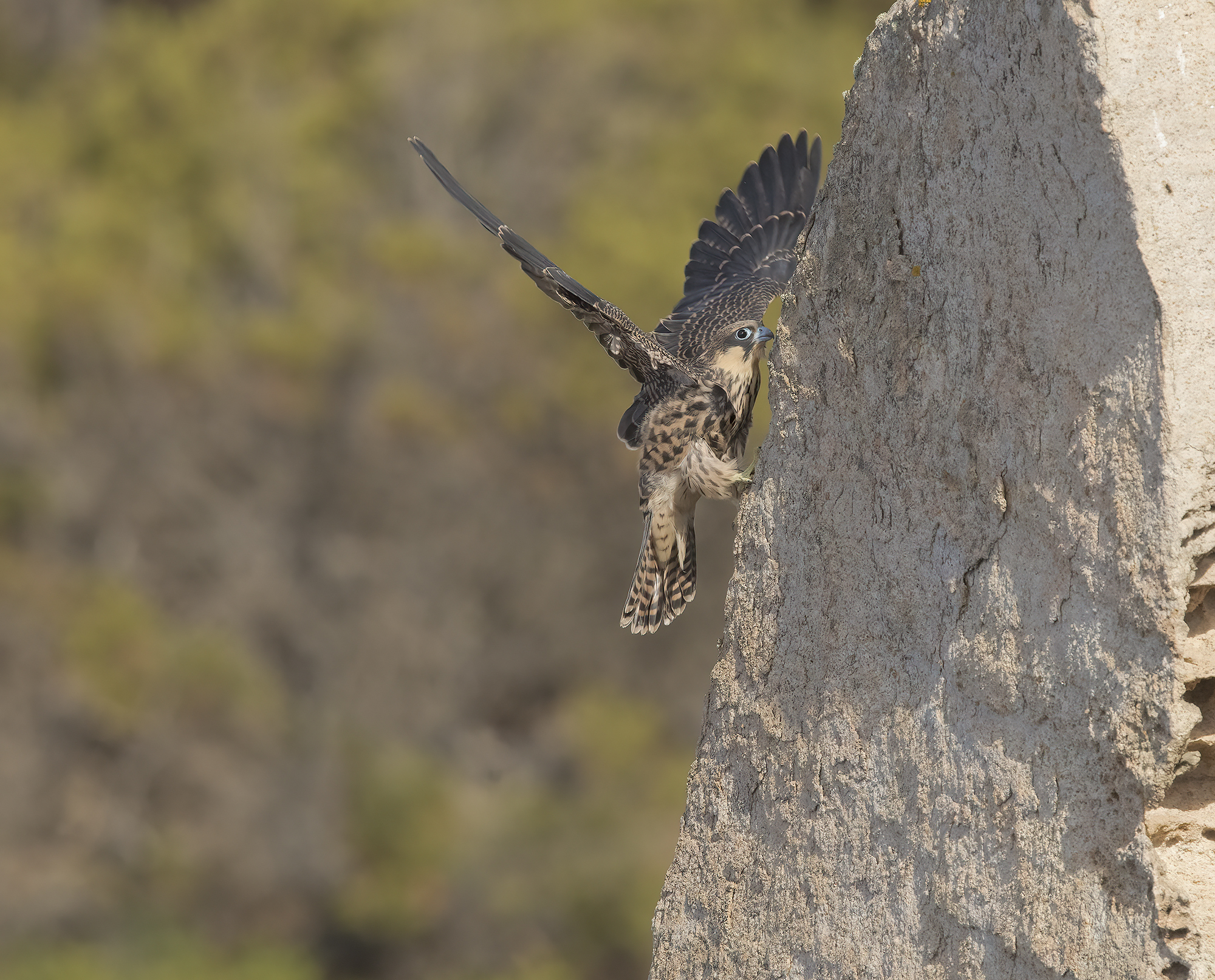 falco della regina (falco eleonorae)