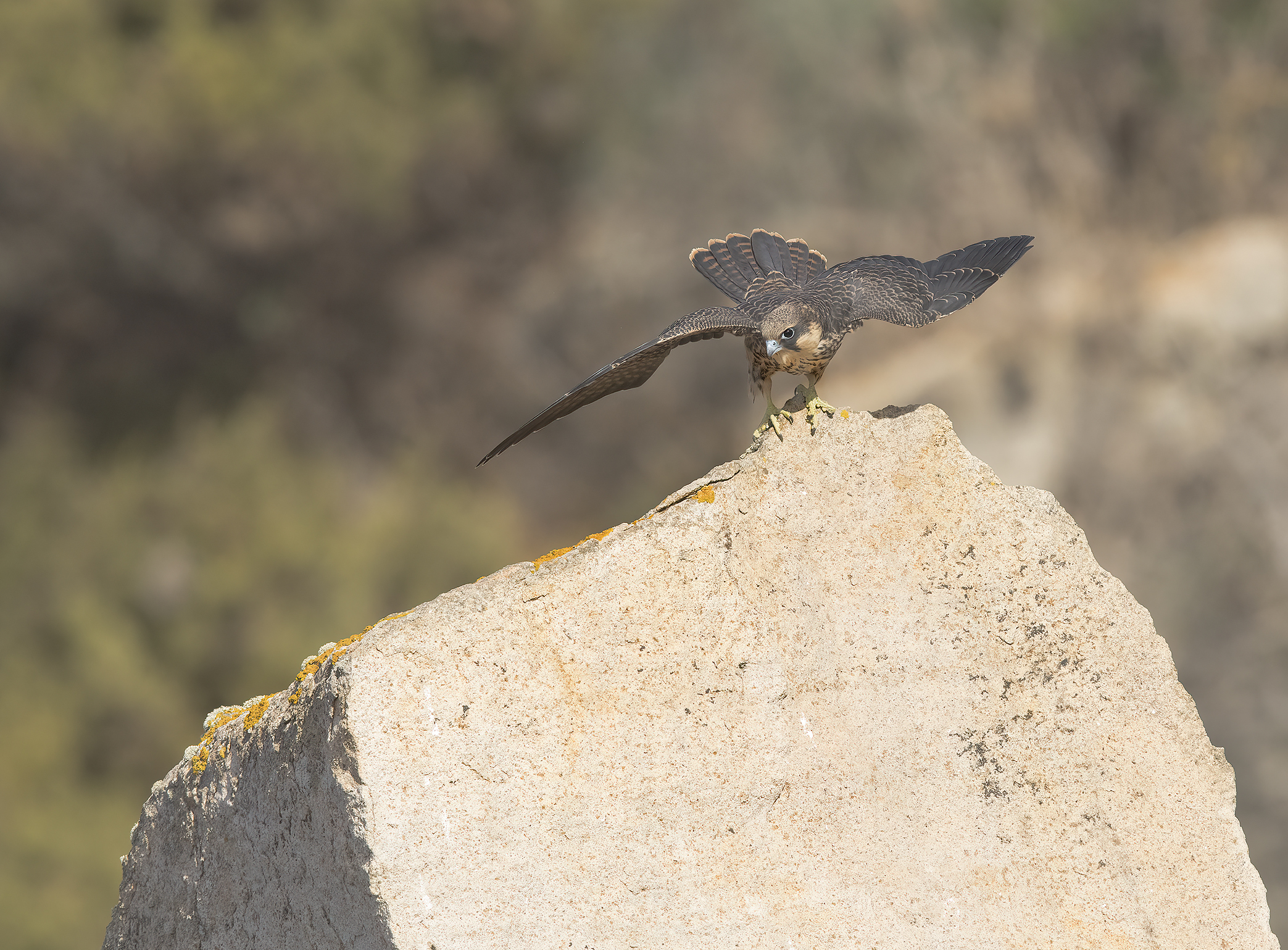 falco della regina (falco eleonorae)