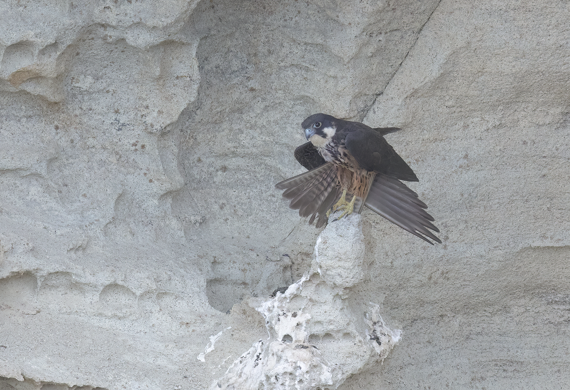 falco della regina (falco eleonorae)