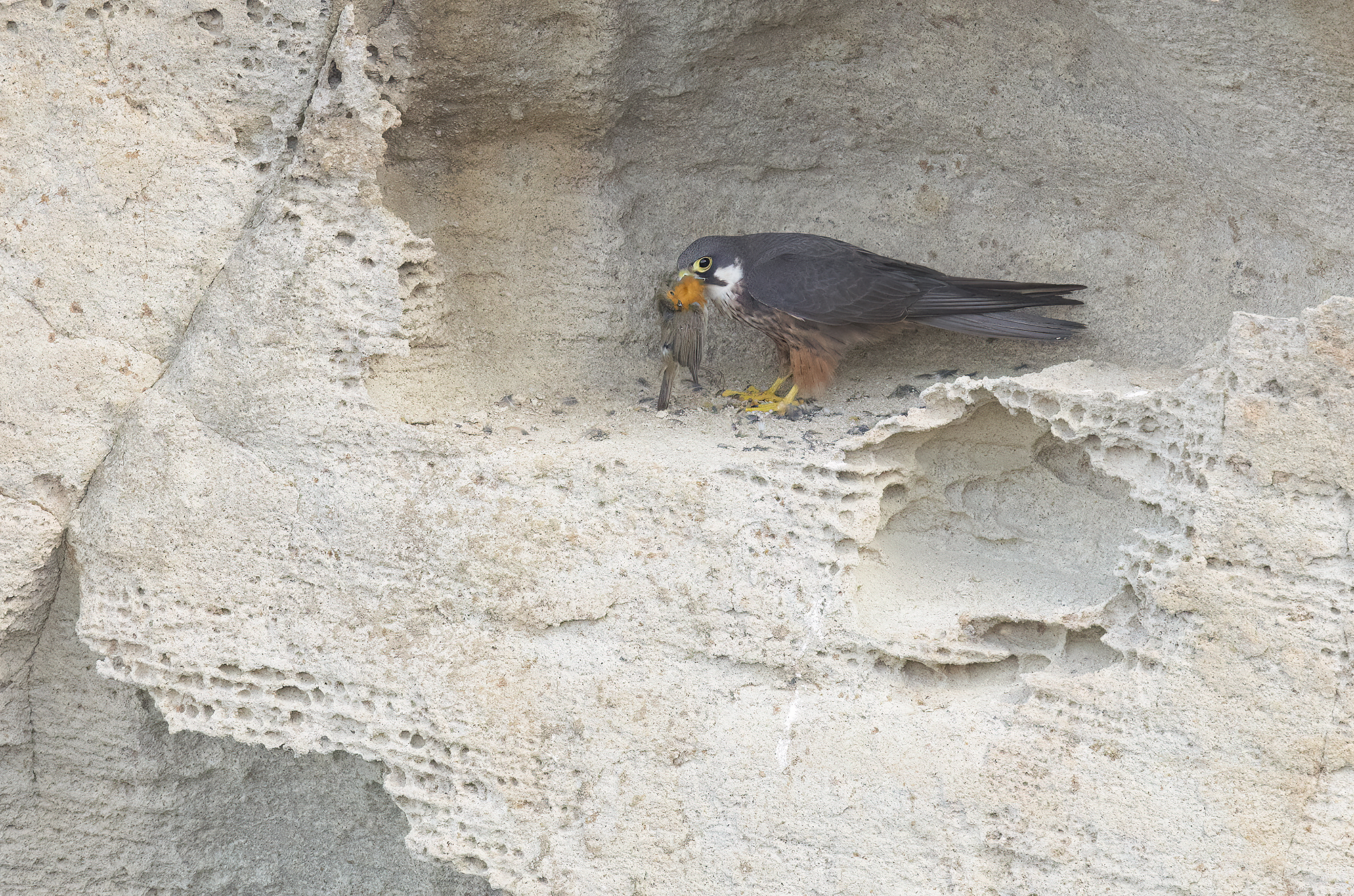 falco della regina (falco eleonorae)