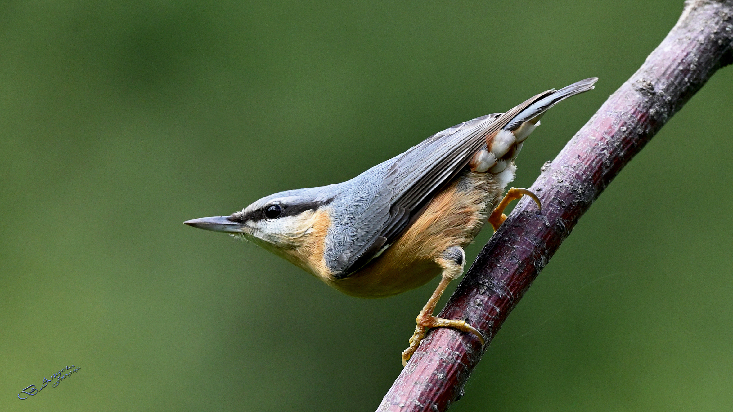 " Picchio muratore "