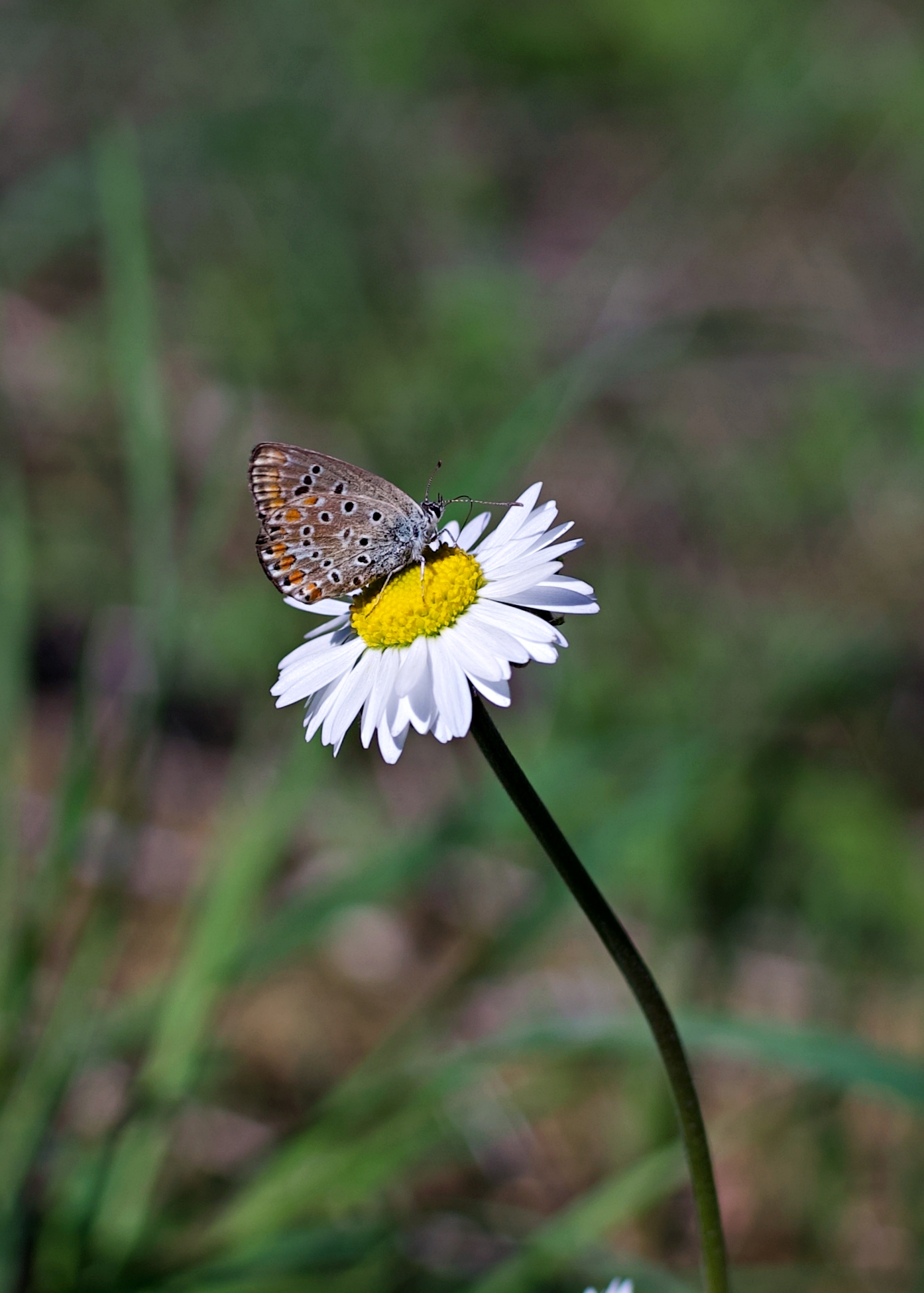 Gifts from mother nature