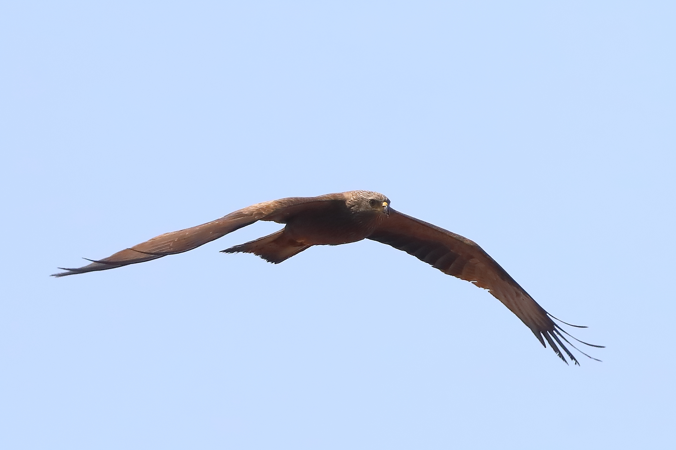 Nibbio bruno 30 aprile 2024 - 0182