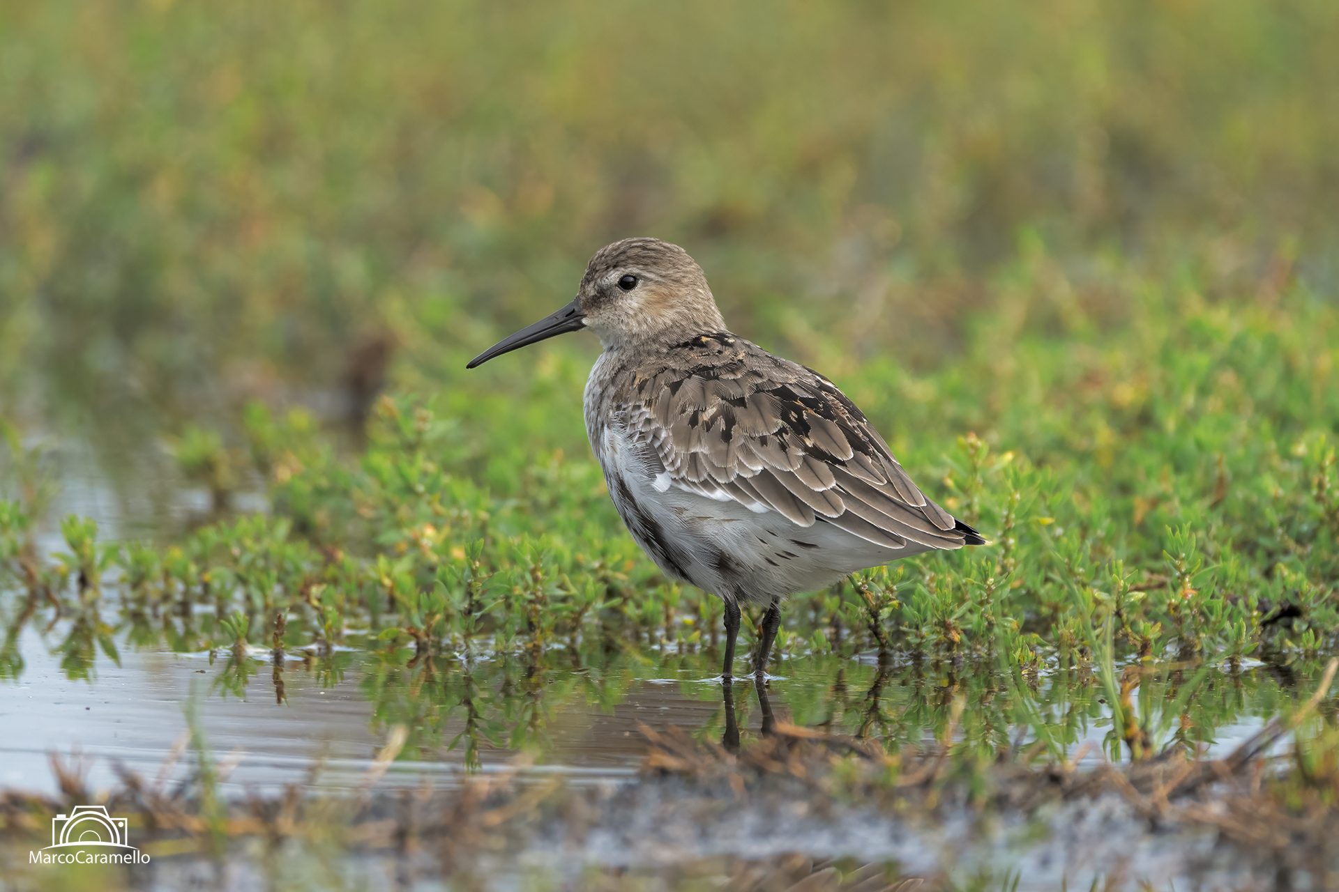 Dunlin
