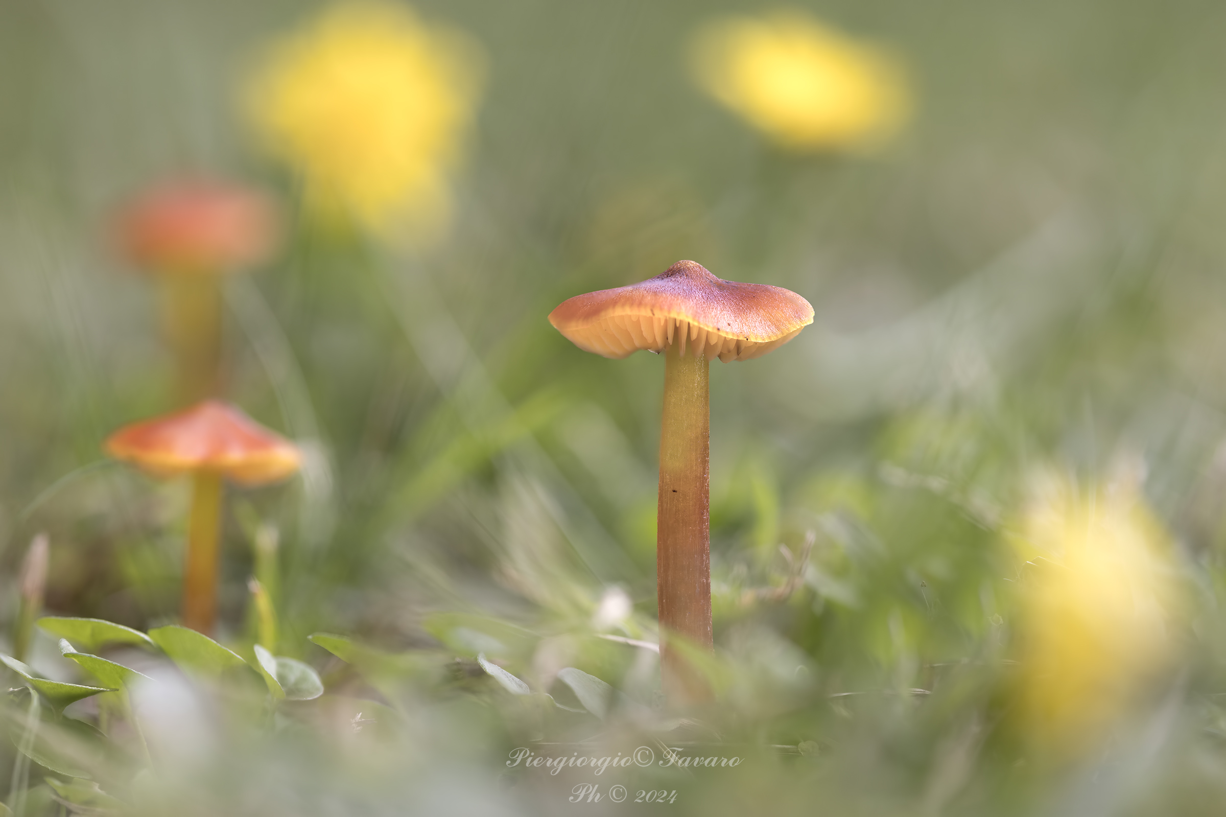 Marasmius oreades