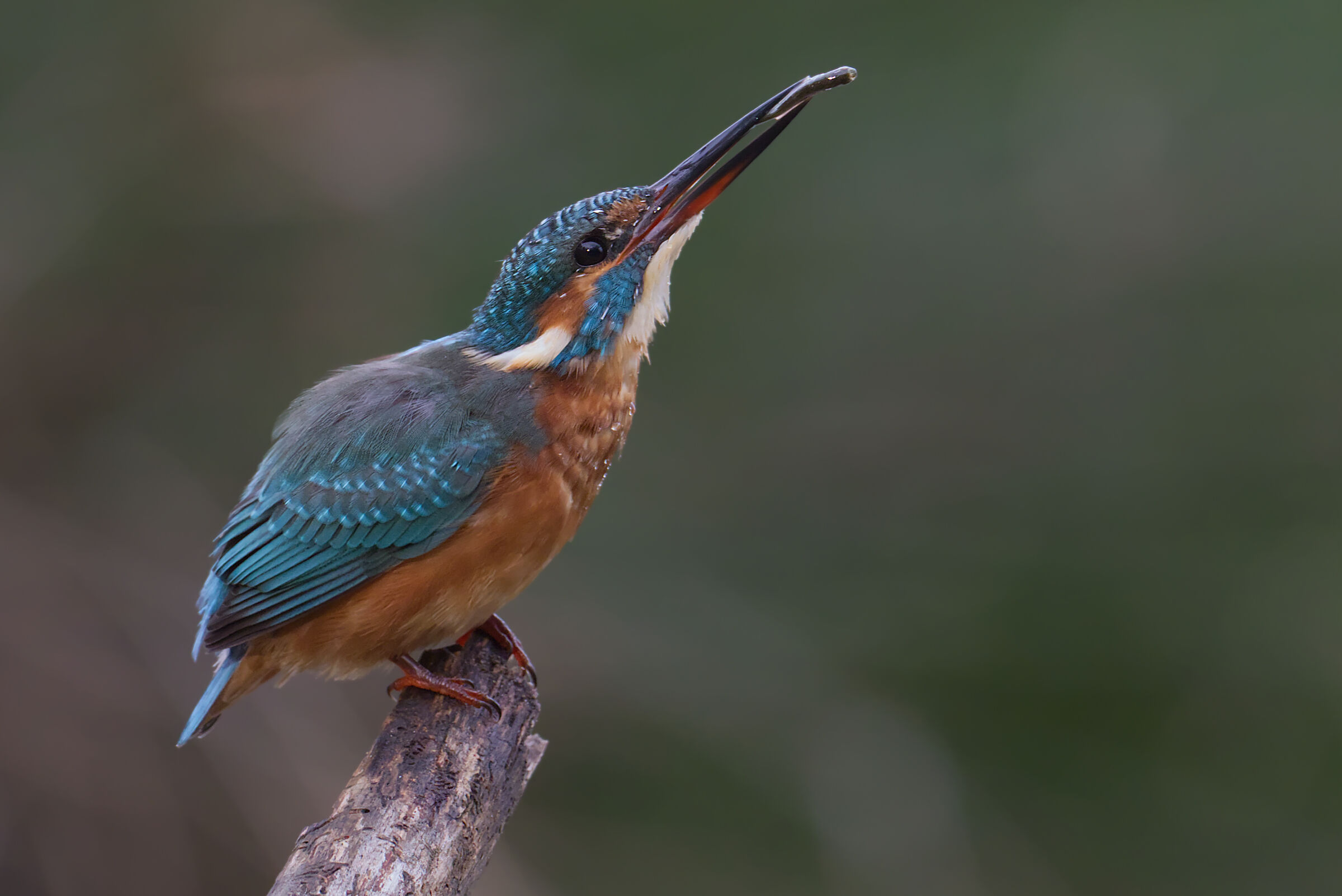 Kingfisher
