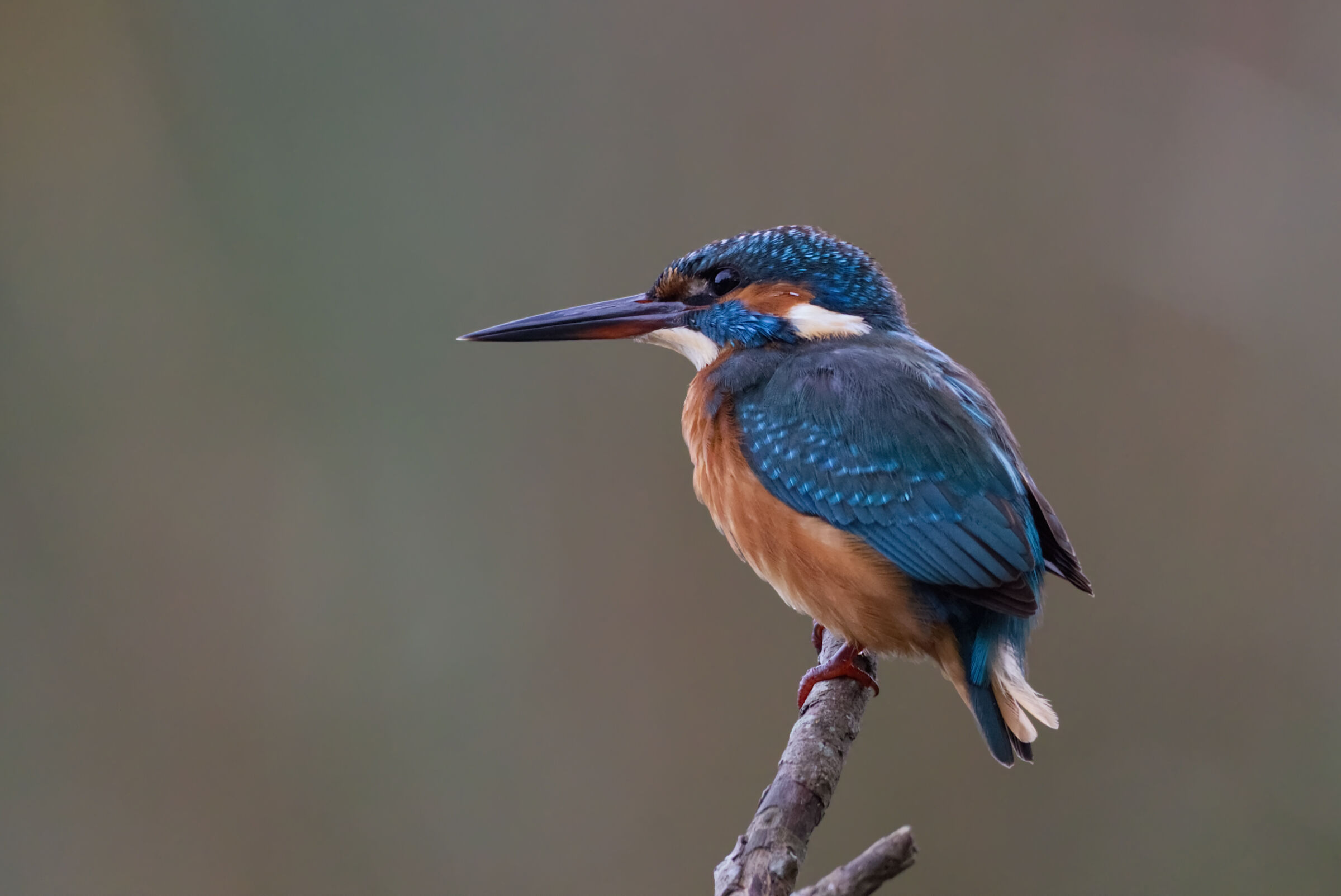 Kingfisher