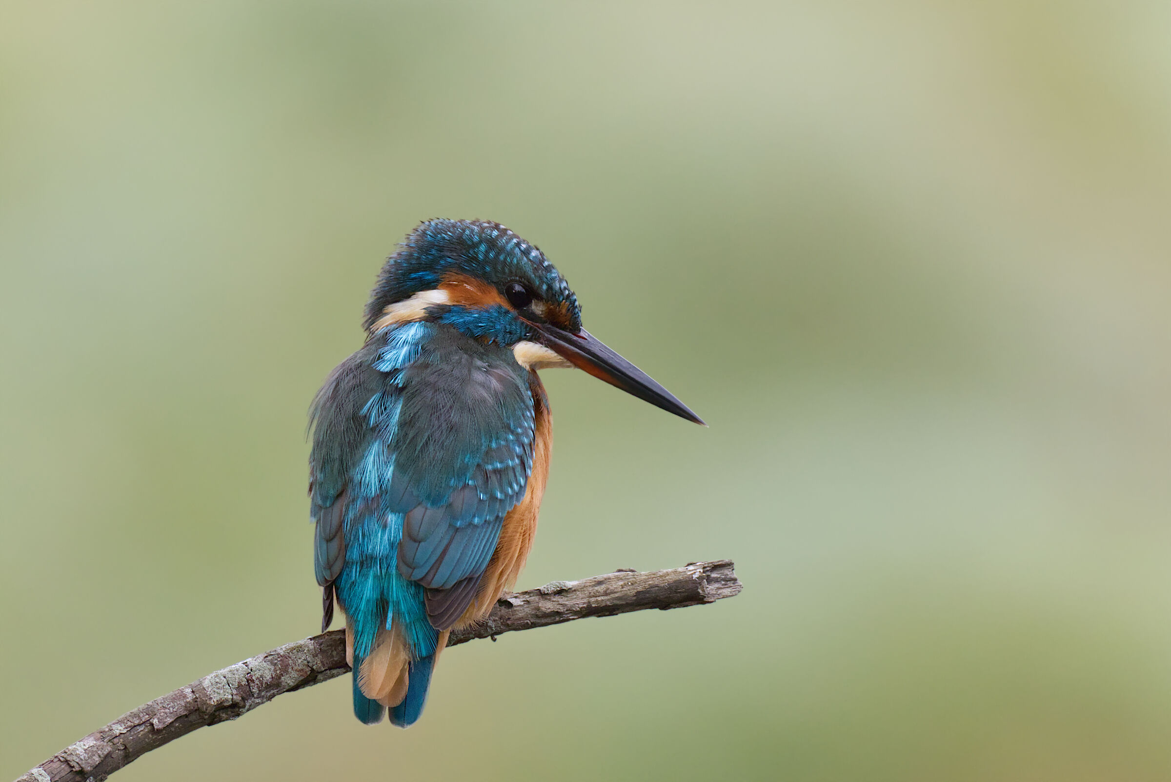 Kingfisher