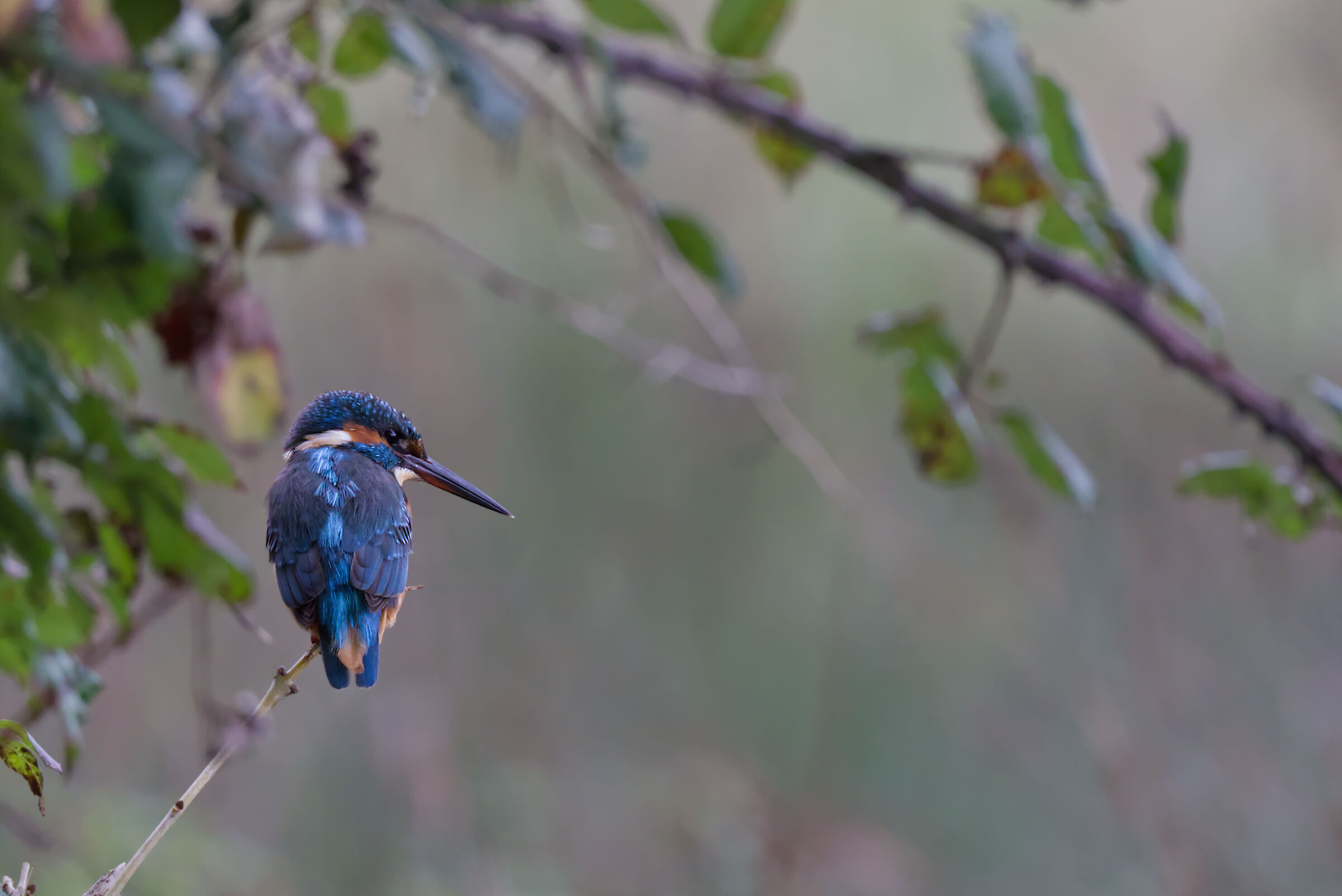 Kingfisher