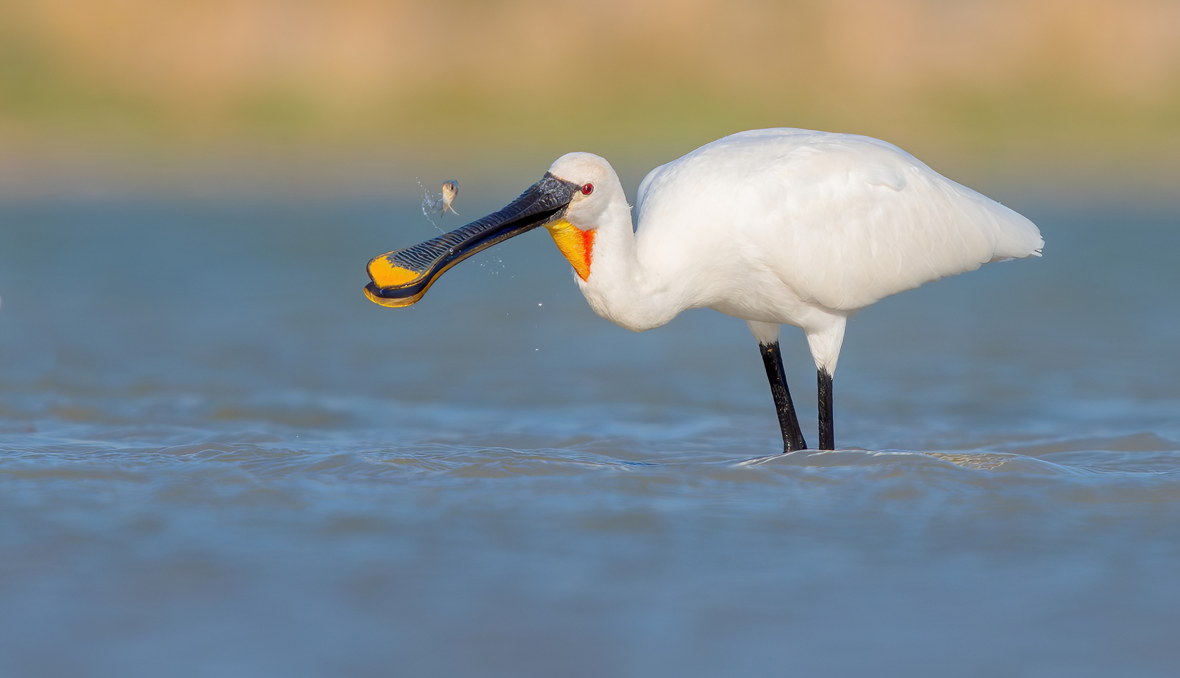 Spatola cattura pesci