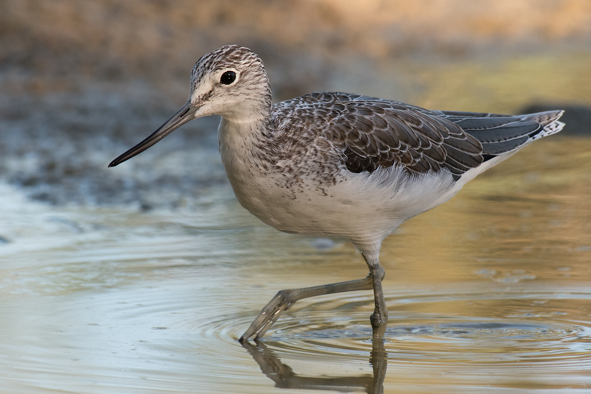Greenshank