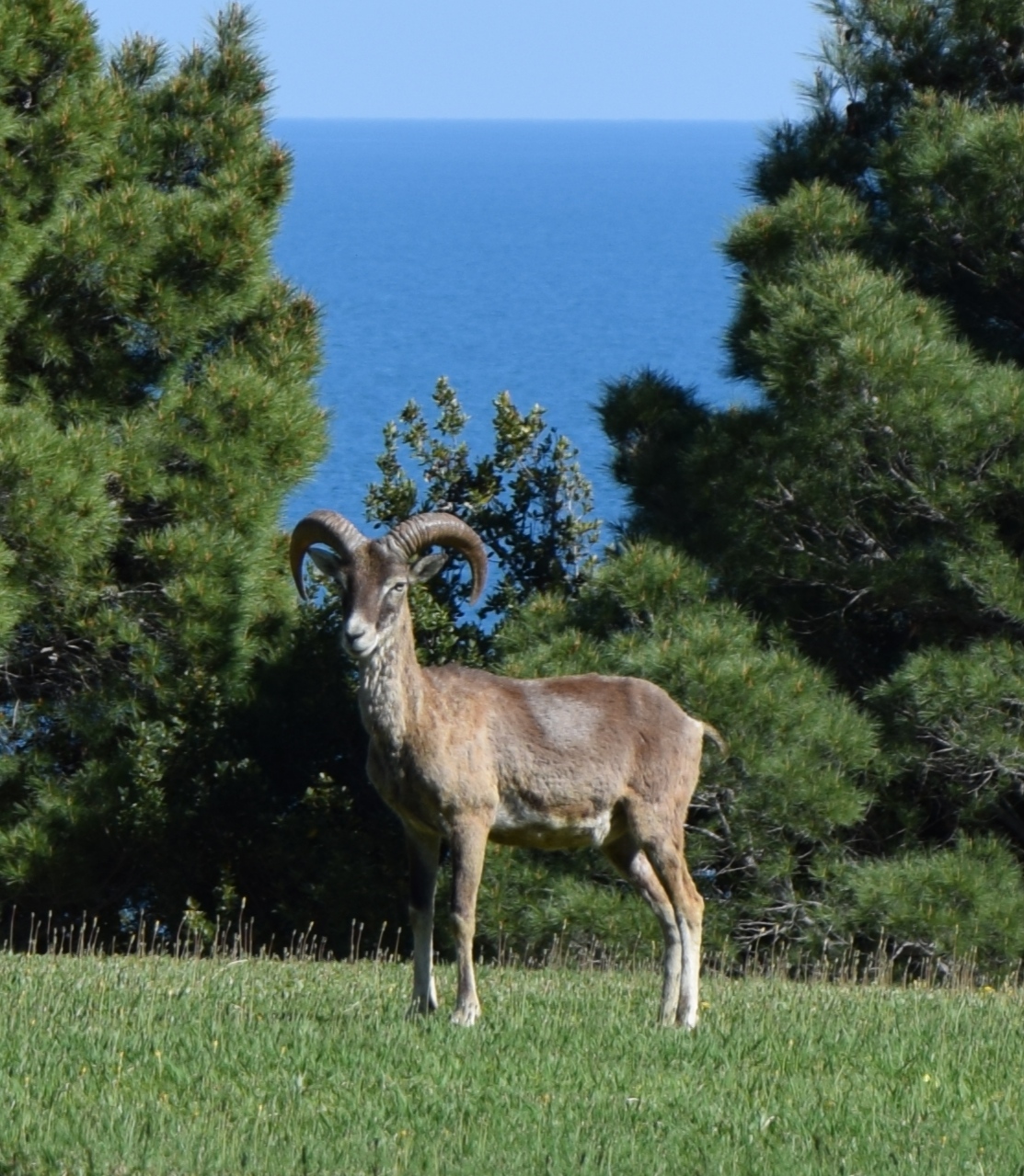 Meetings PUGNOCHIUSO - Gargano