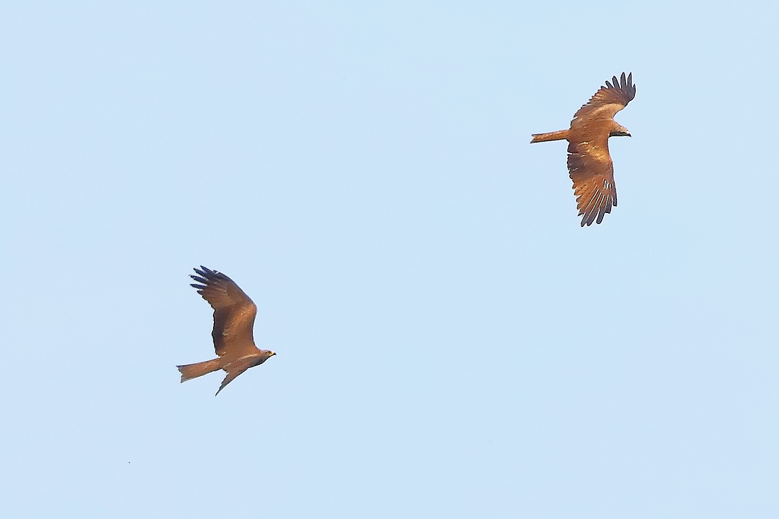 Nibbio bruno 30 aprile 2024 - 0209