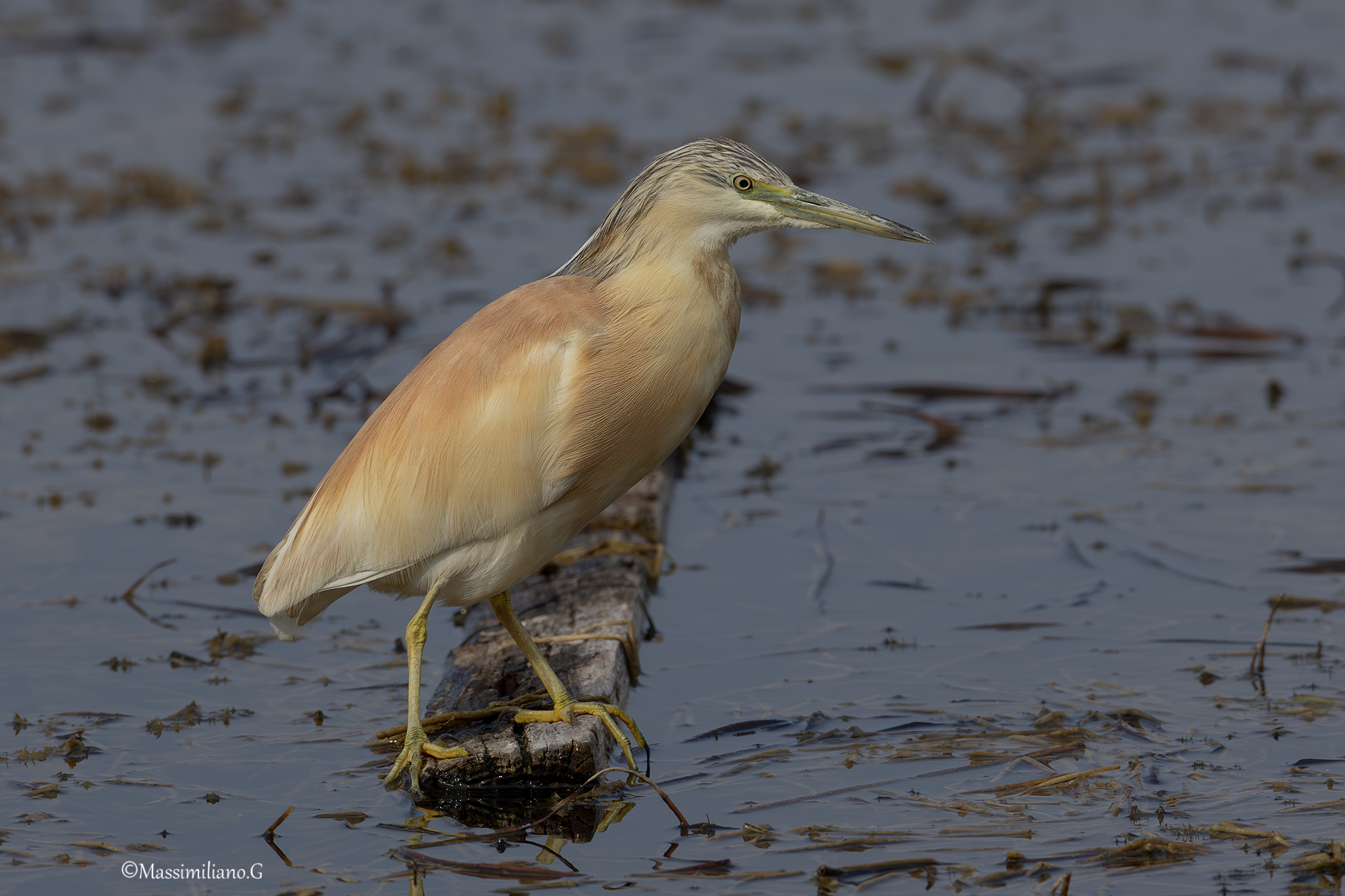 Squacco heron