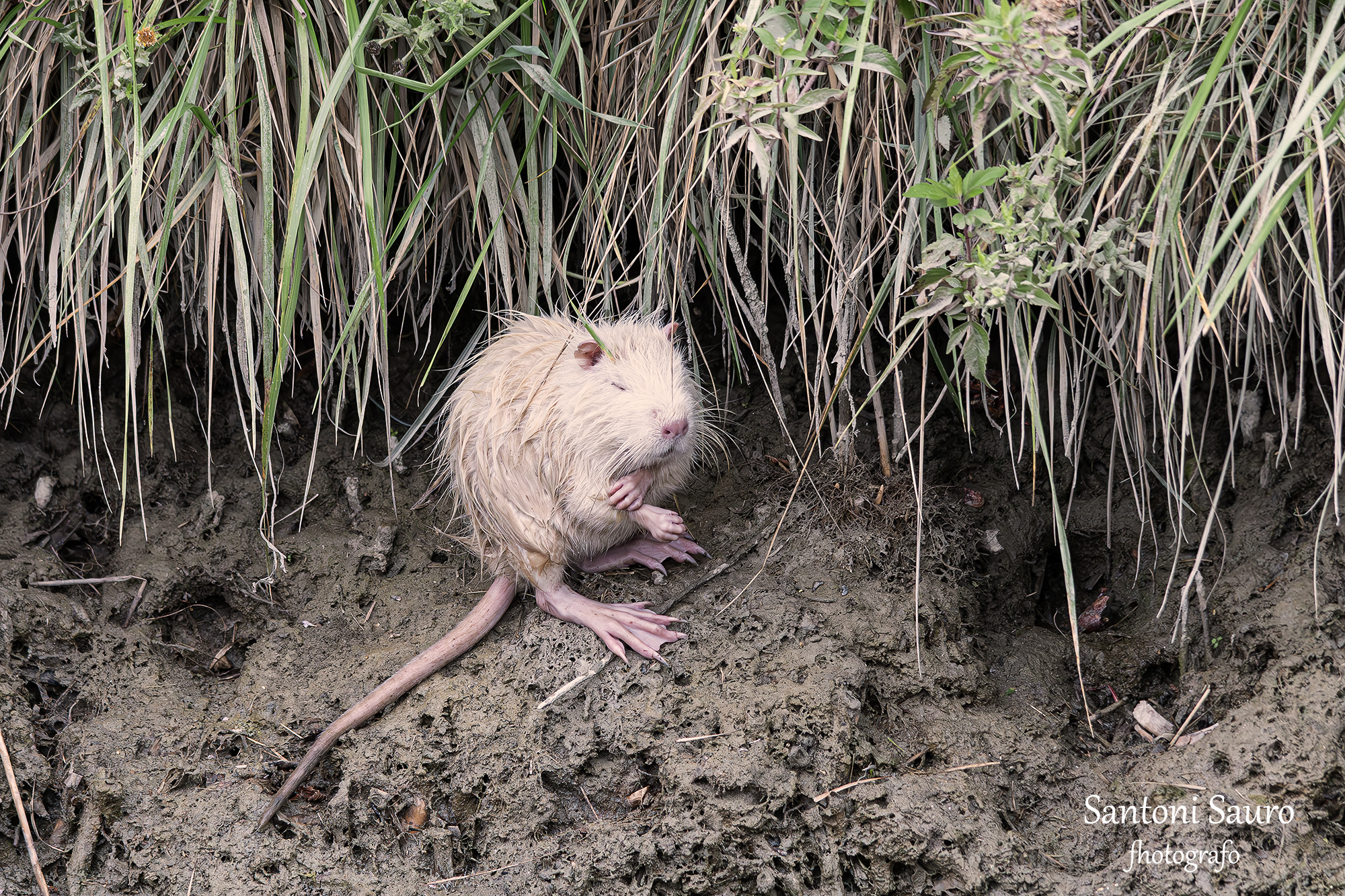 White mouse ??