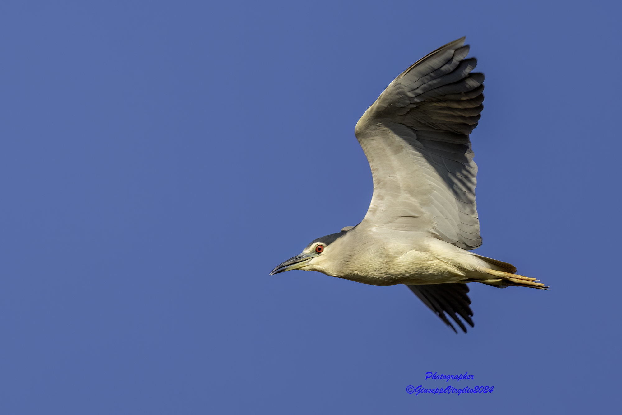 Night Heron Sardinia (2023)