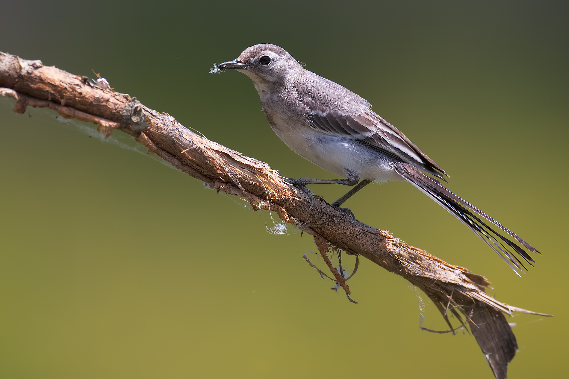 Ballerina bianca: giovane con licheni