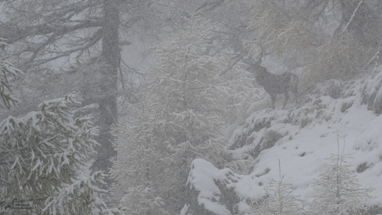 Visions between fog and snow