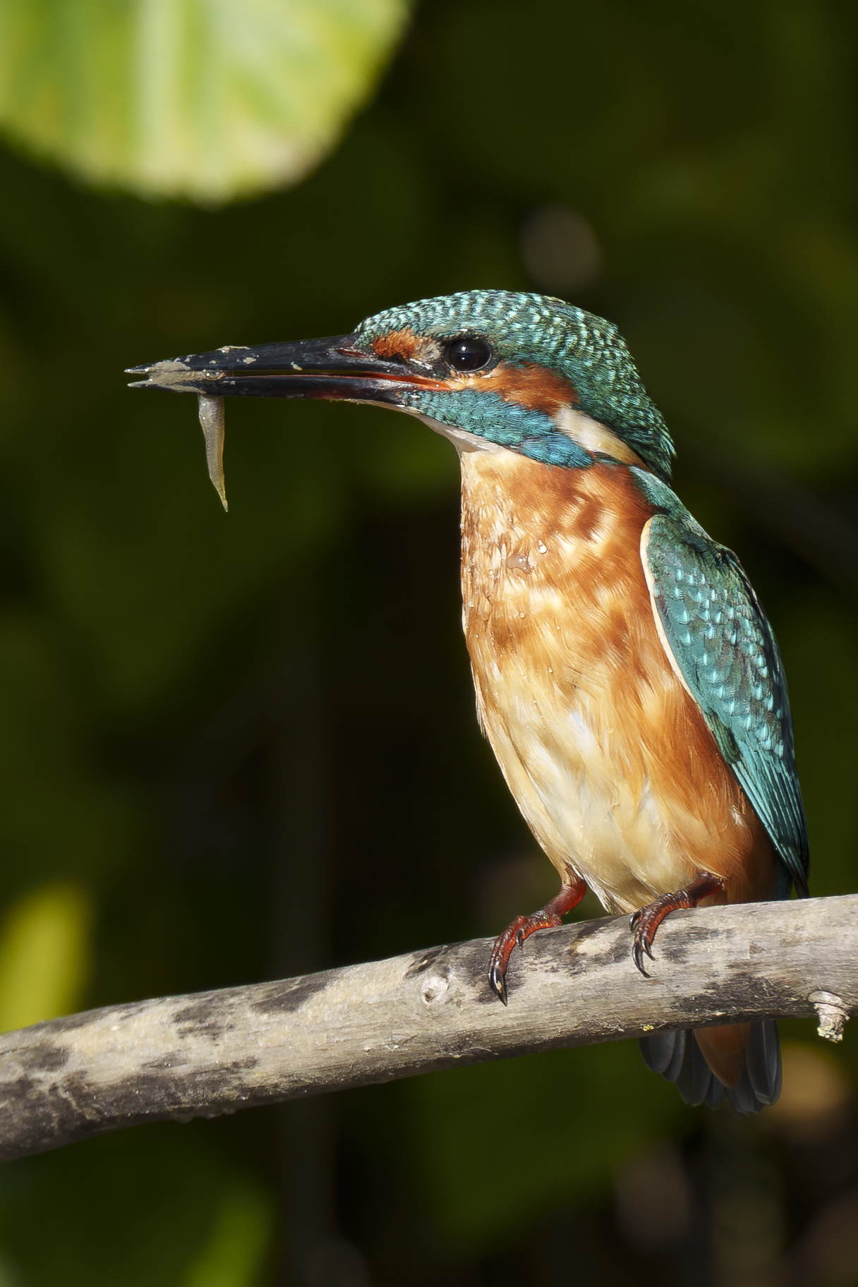 Martin con pesciolino