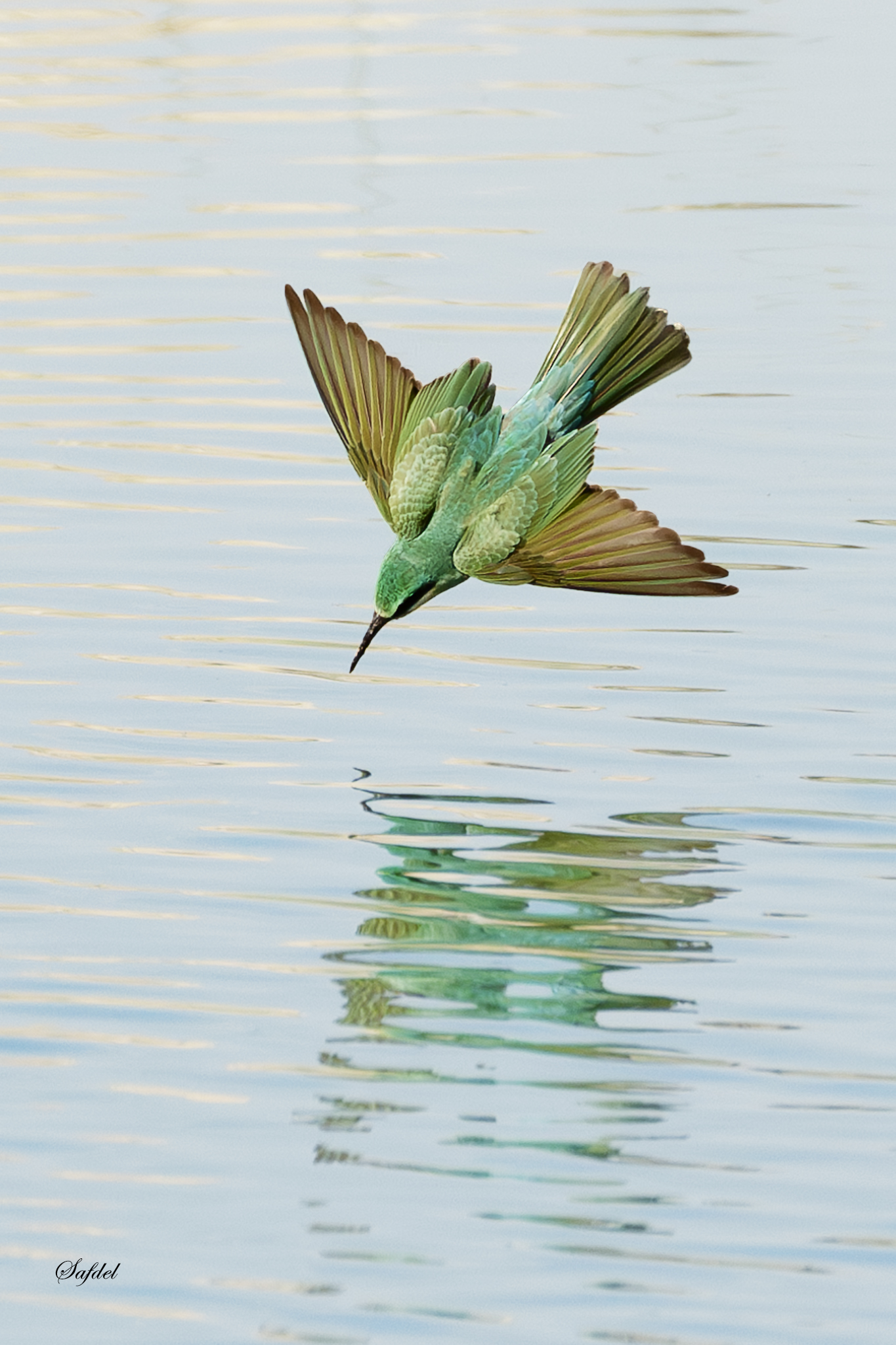 Blue-cheeked bee-eater in water!