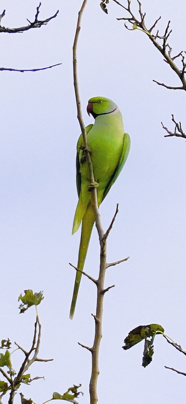Collared parakeet