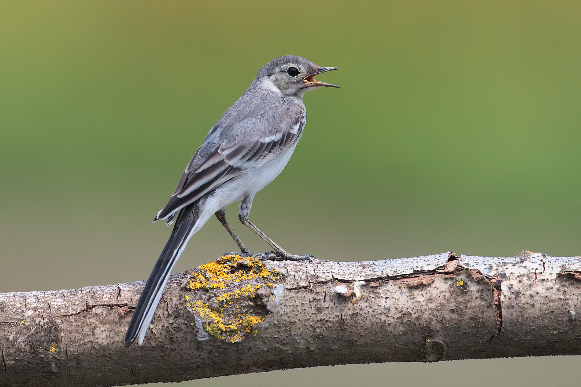 Ballerina bianca: giovane alle prese con il canto