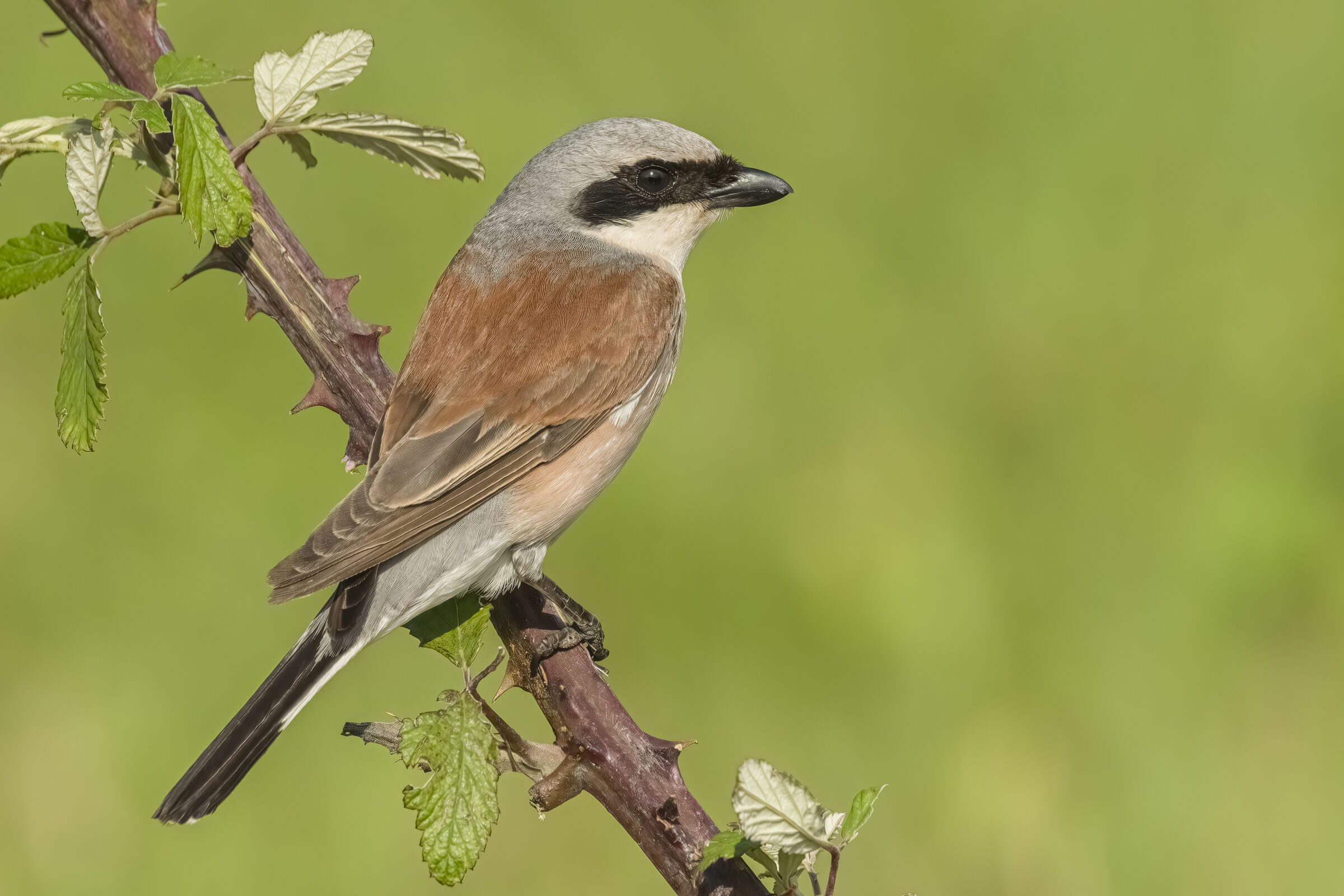 Red-backed shrike