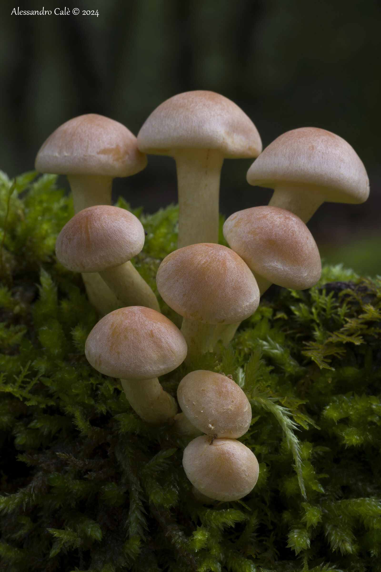 Hypholoma fasciculare 7534