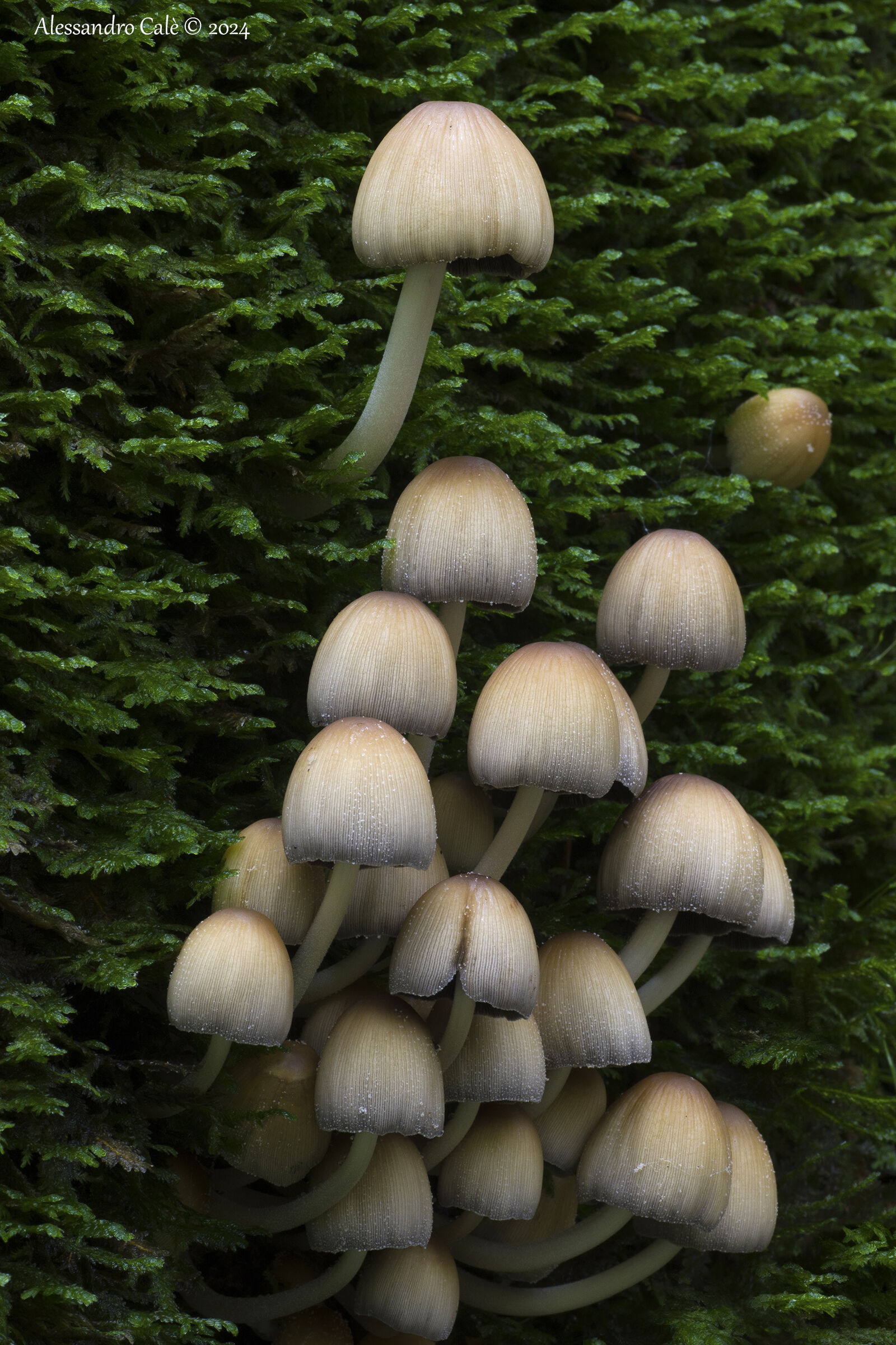 Coprinus atramentarius 7521