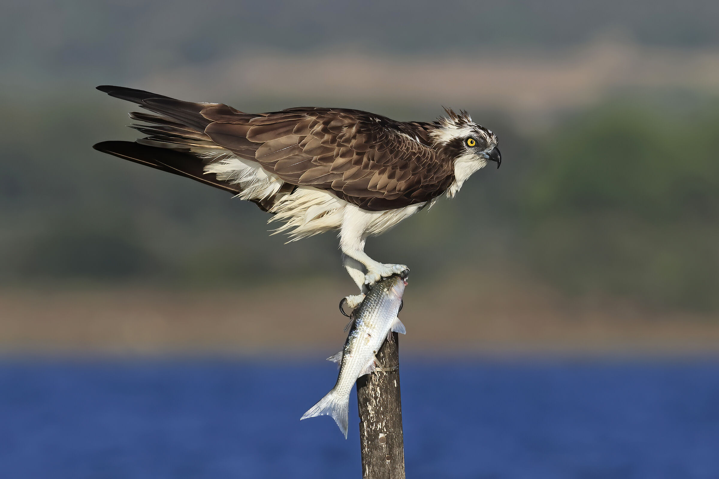 Osprey