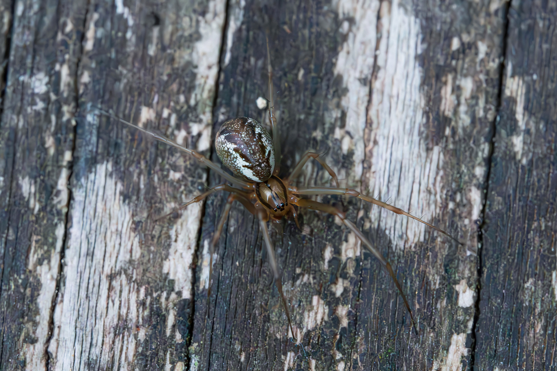 Linyphia cf. Tenuipalpis