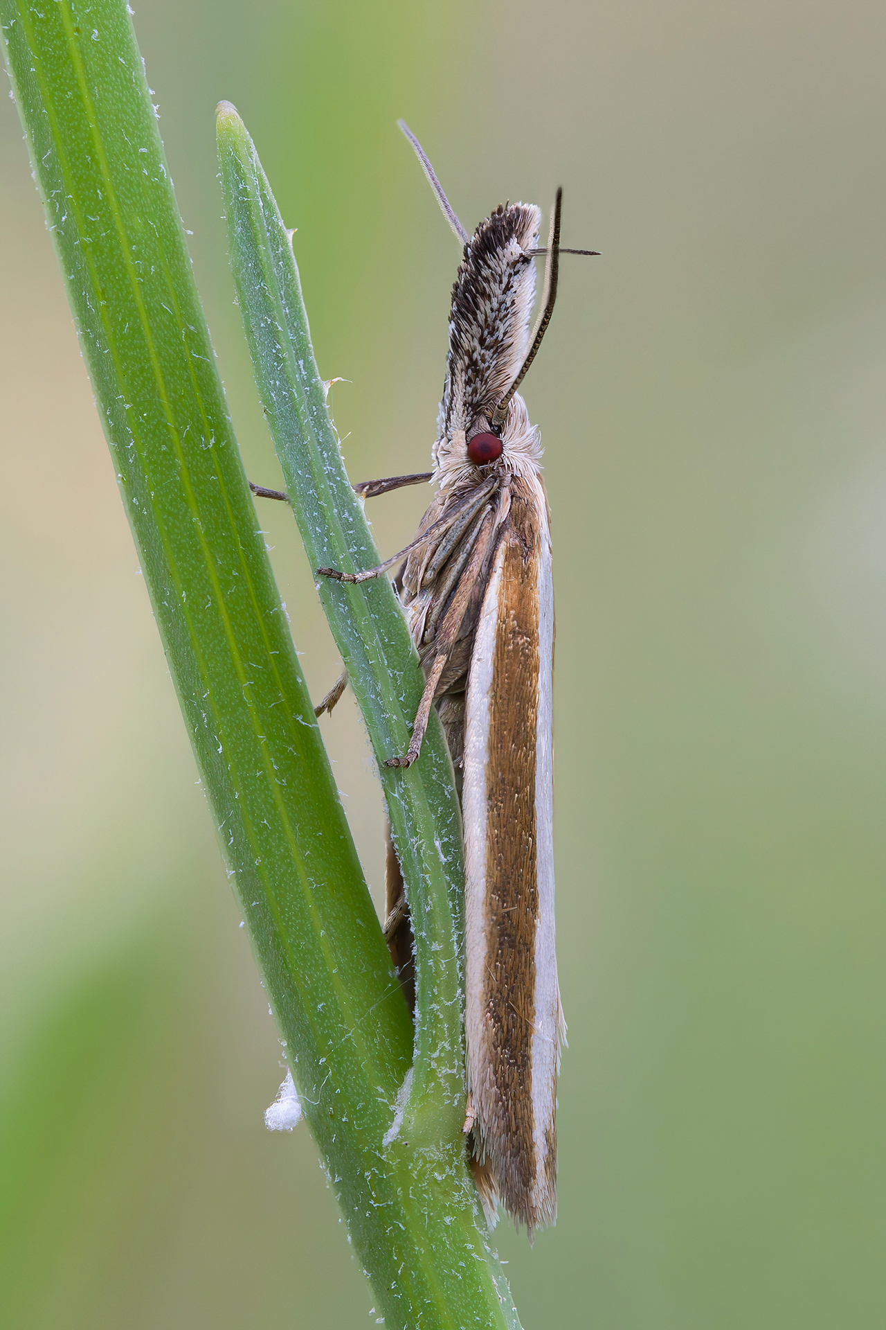 Darryl's Royal Guard