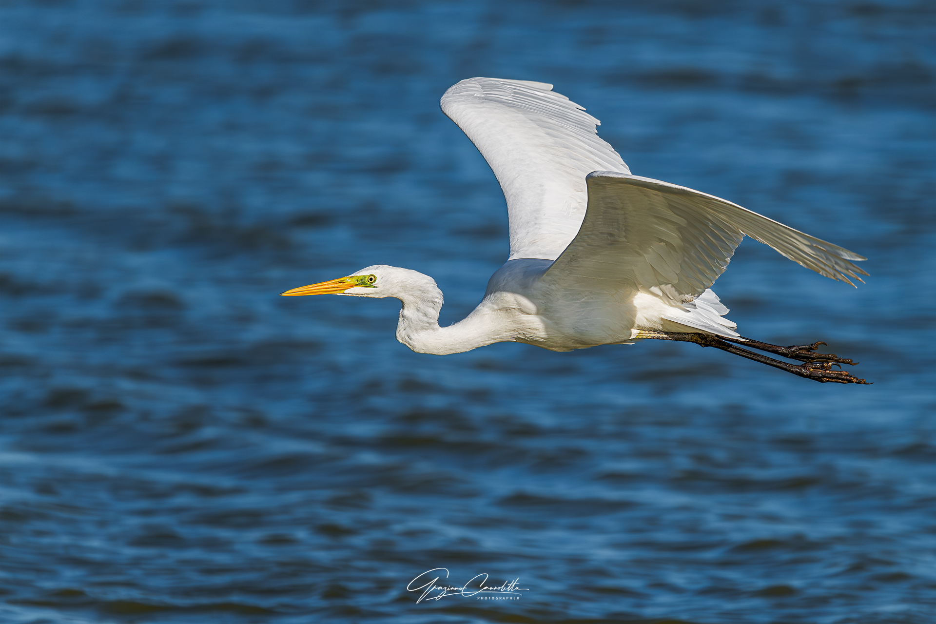 White Heron at Cesine