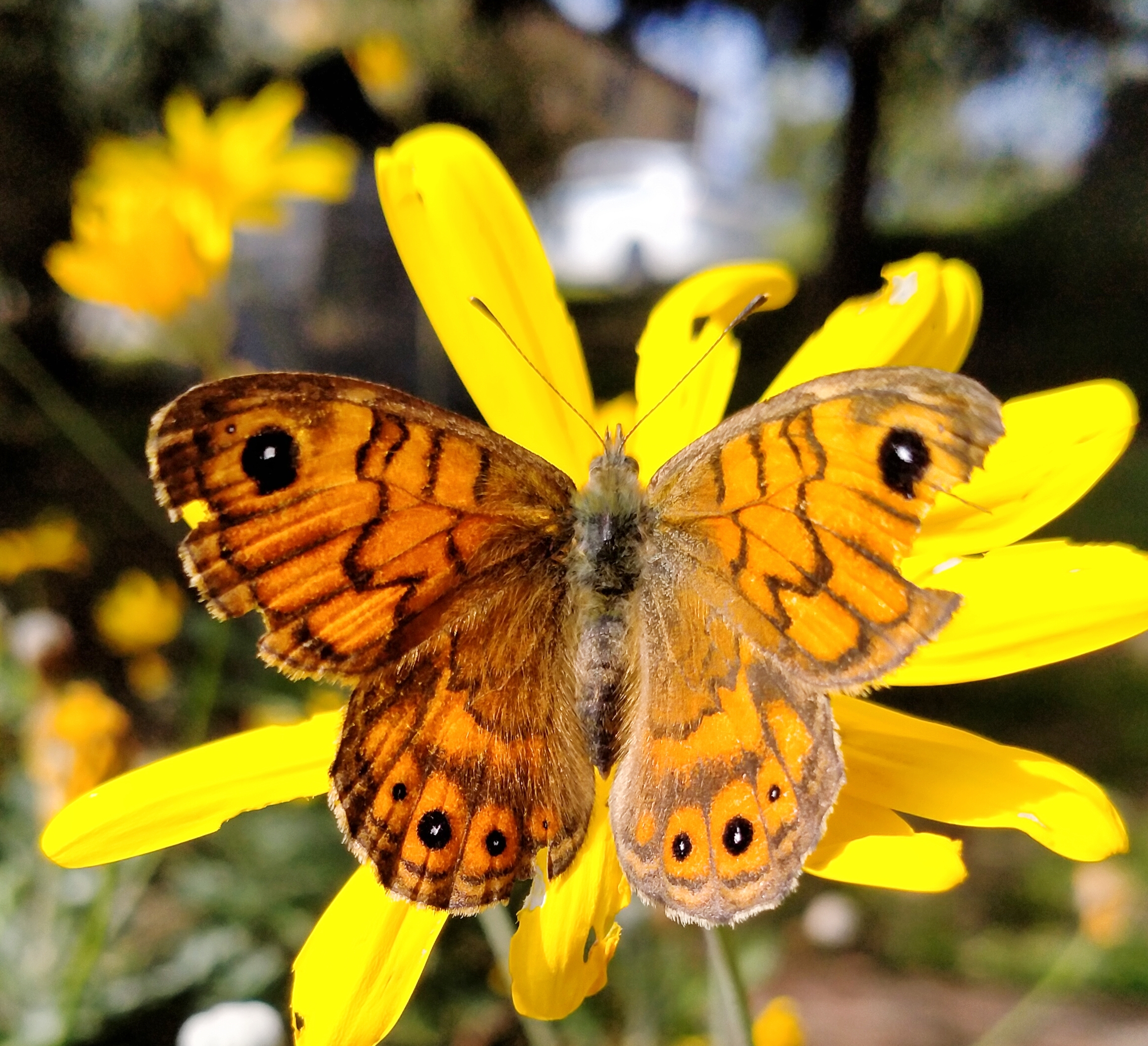 Butterfly