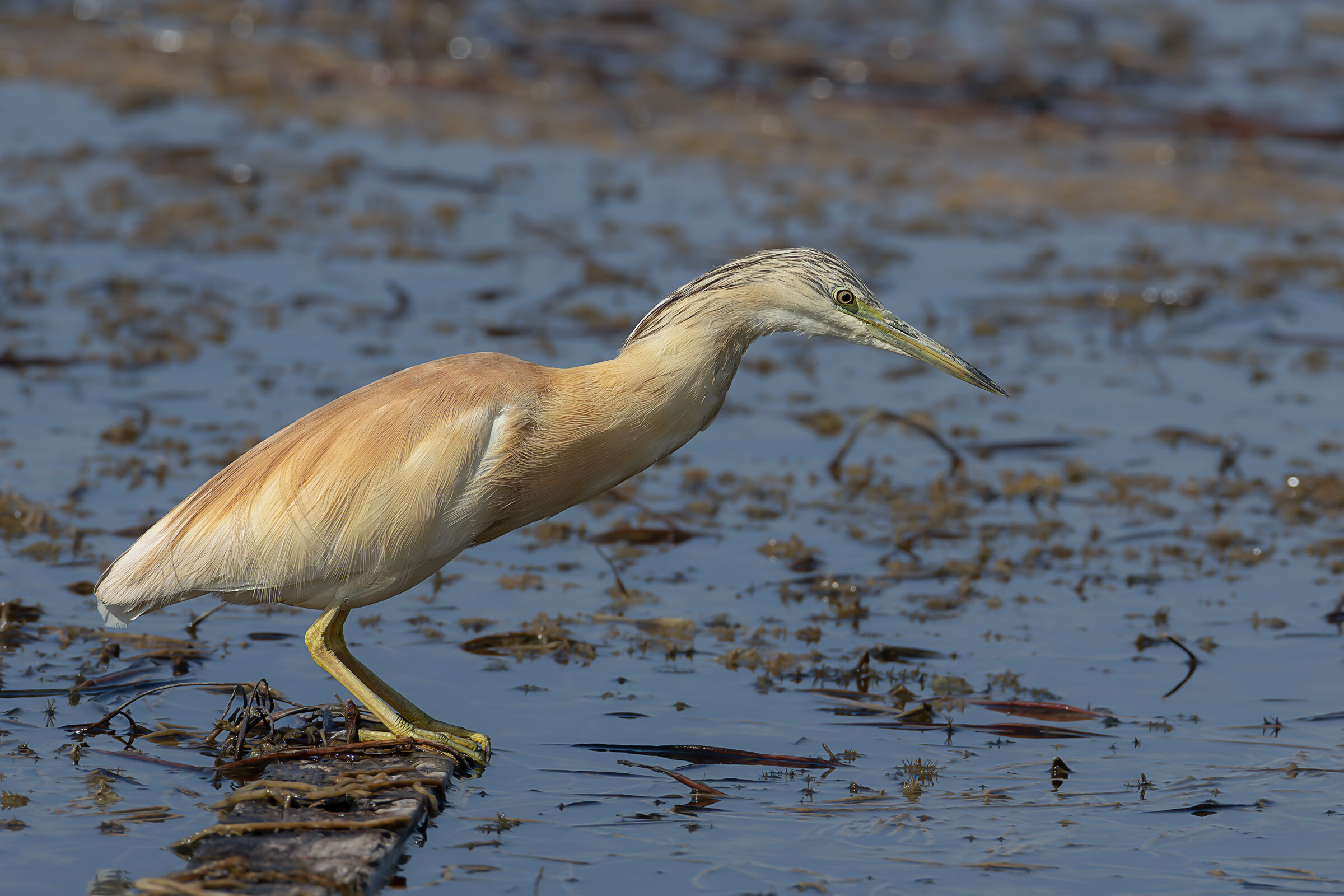 Squacco heron
