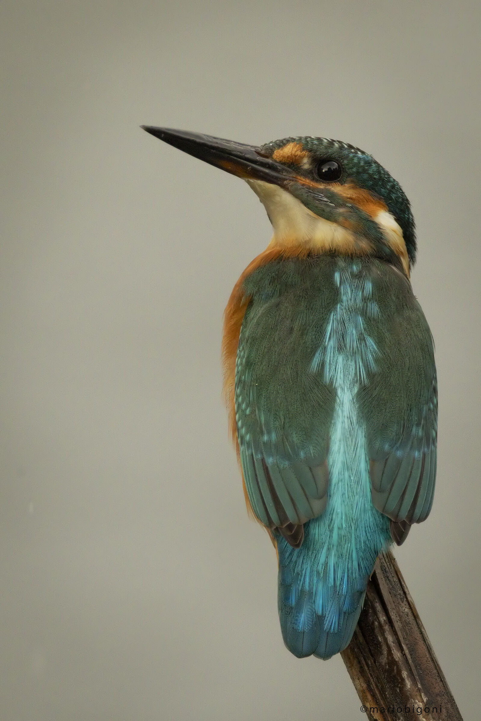 Kingfisher