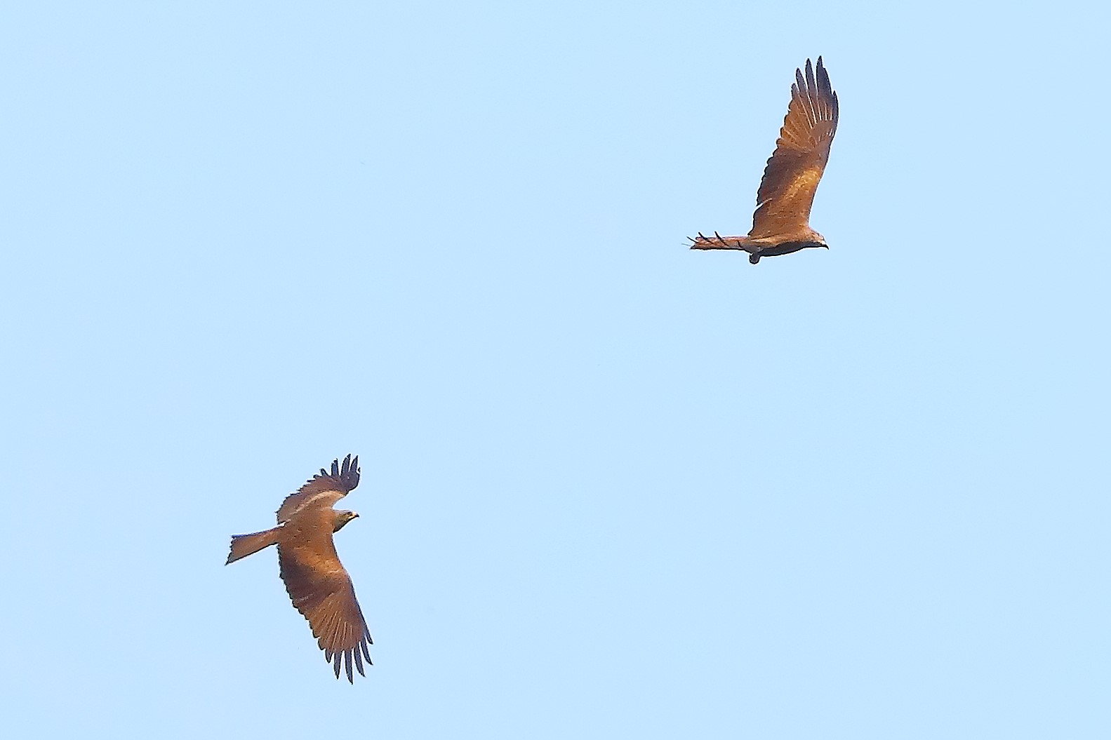 Nibbio bruno 30 aprile 2024 - 0210