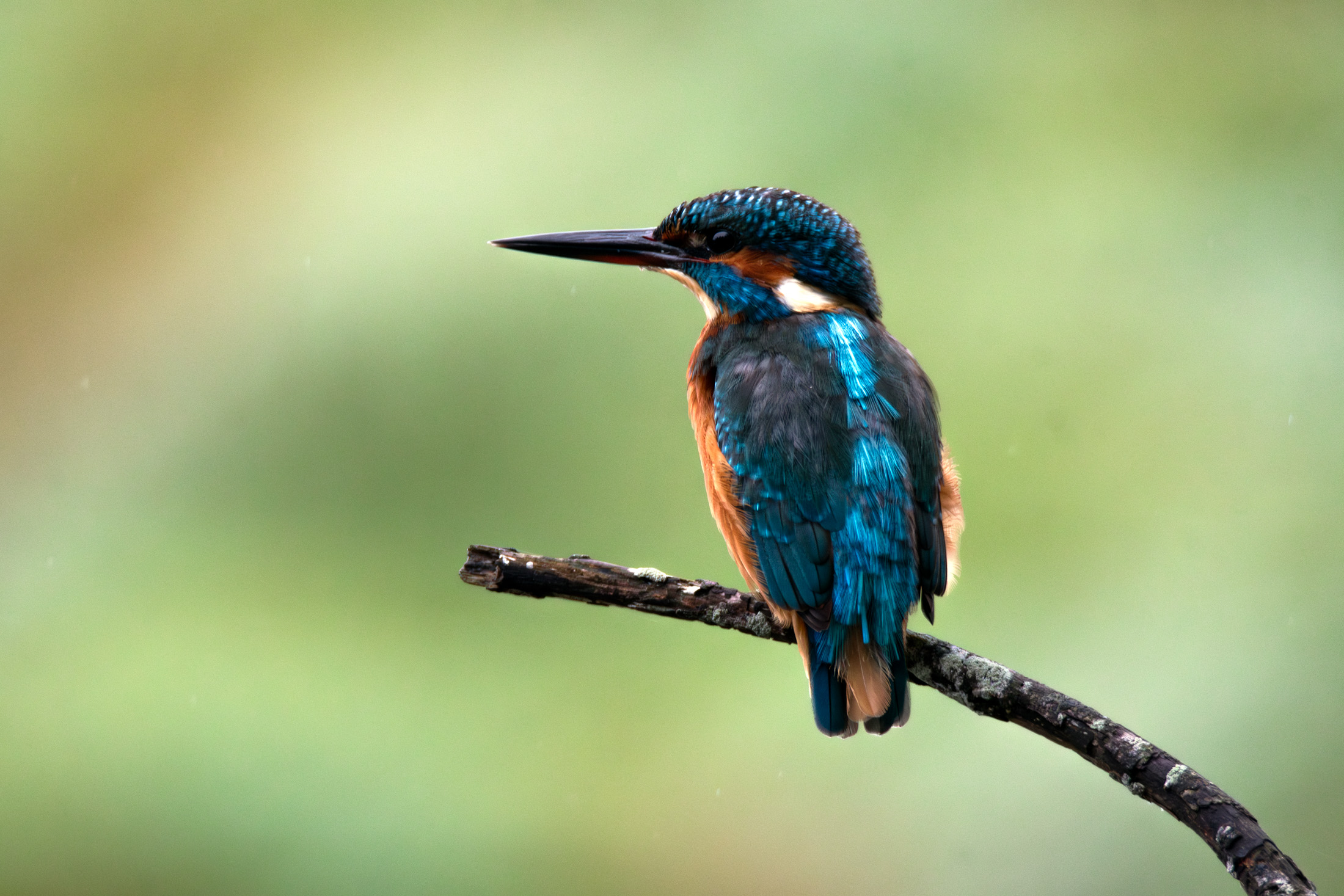 Kingfisher