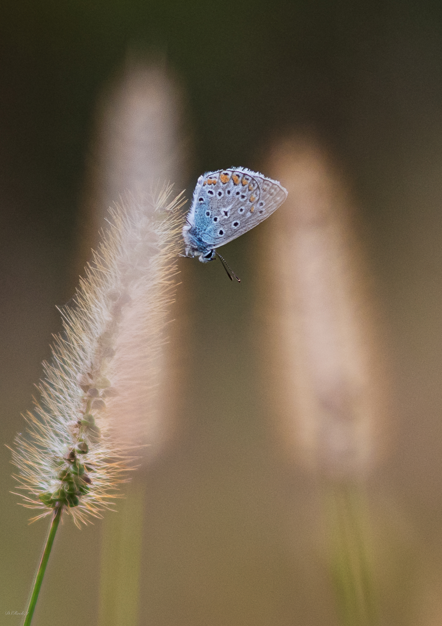 Farfallina d'ottobre