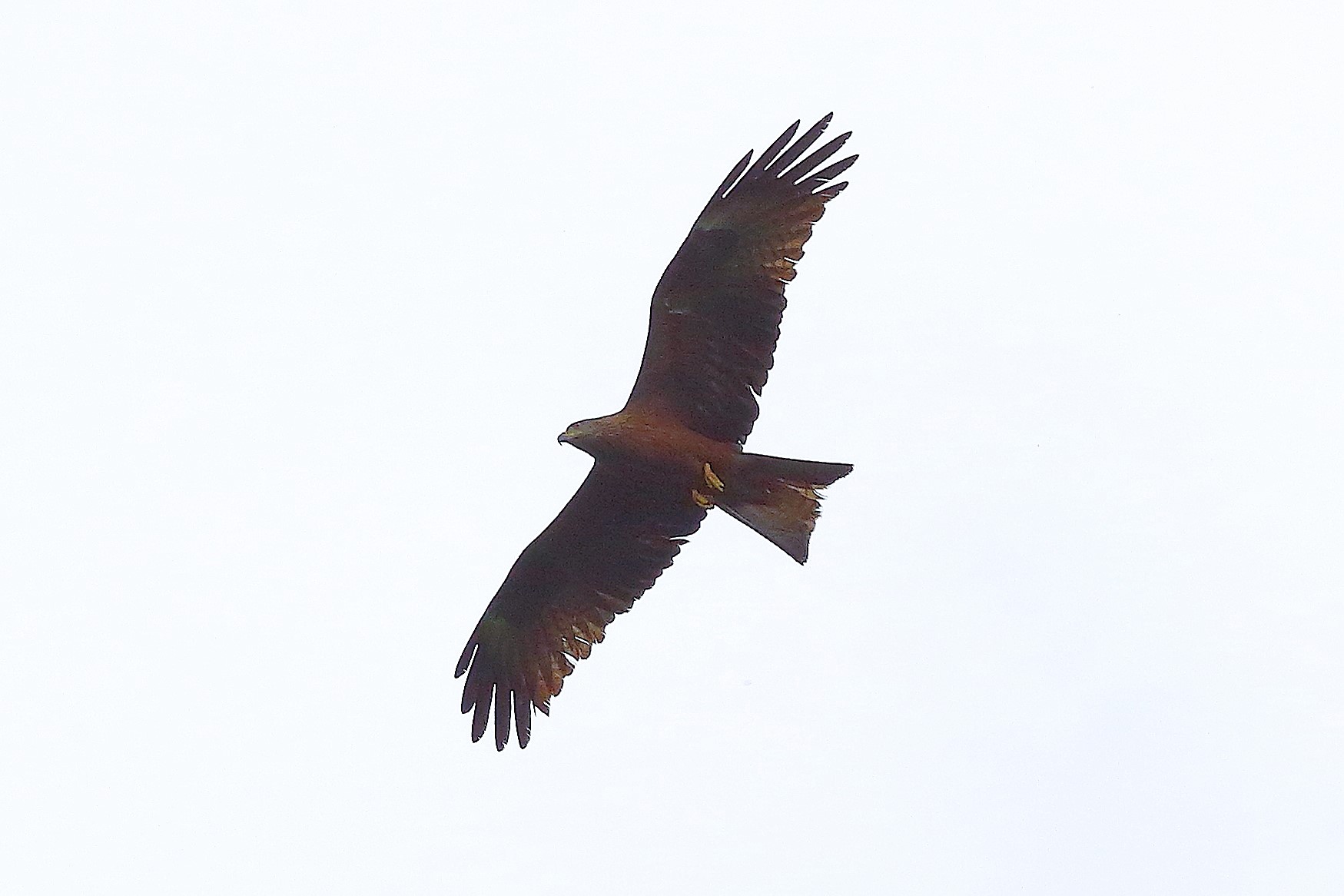 Nibbio bruno 01 maggio 2024 - 8451